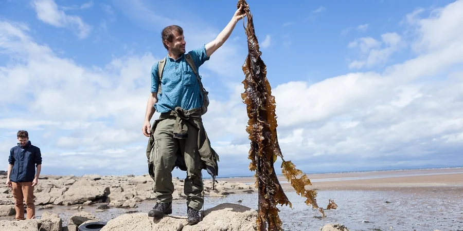 Light snack, anyone? Sugar kelp can grow up to five meters long