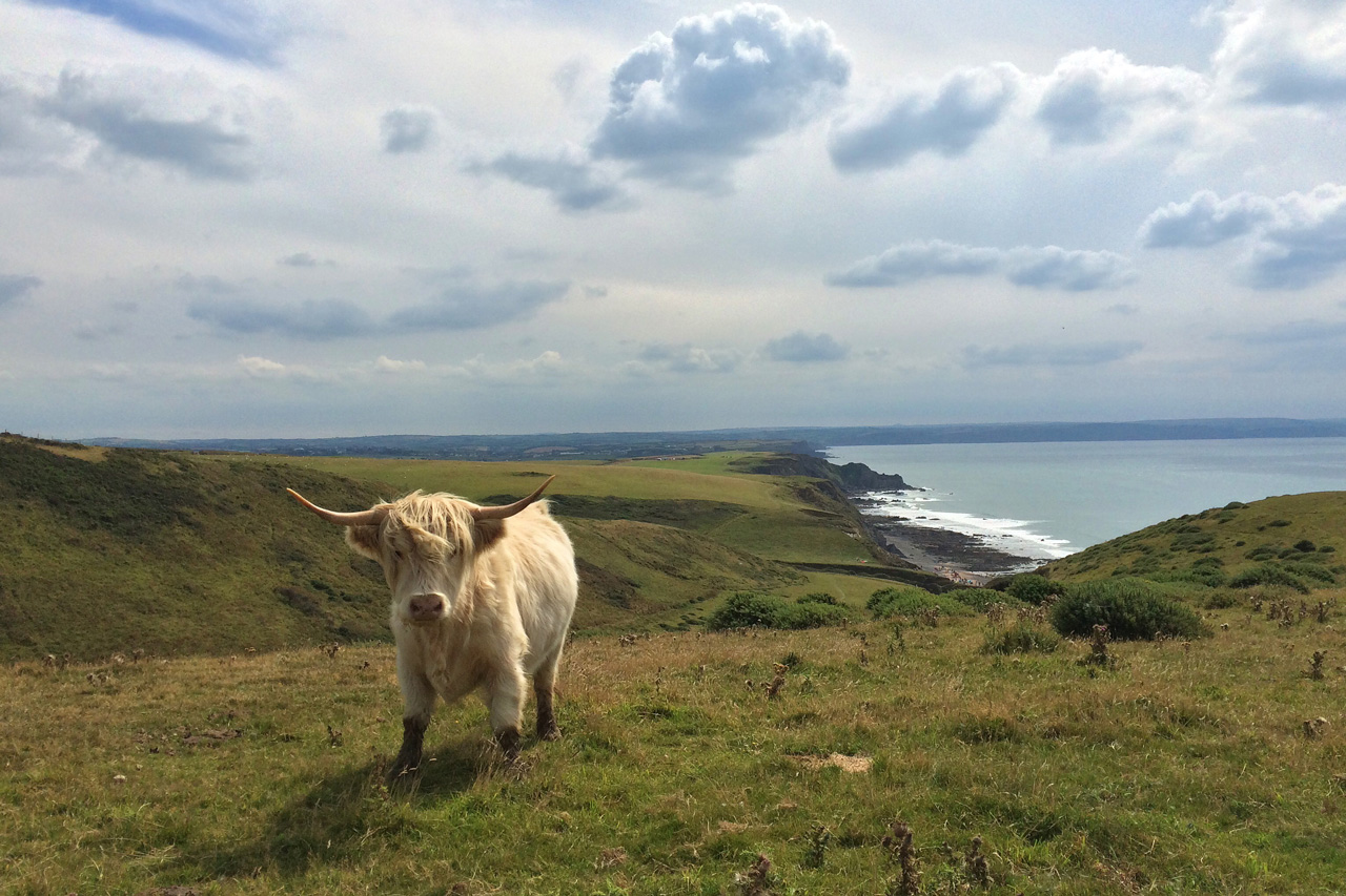 Highland-Cow-on-SWCP.jpg