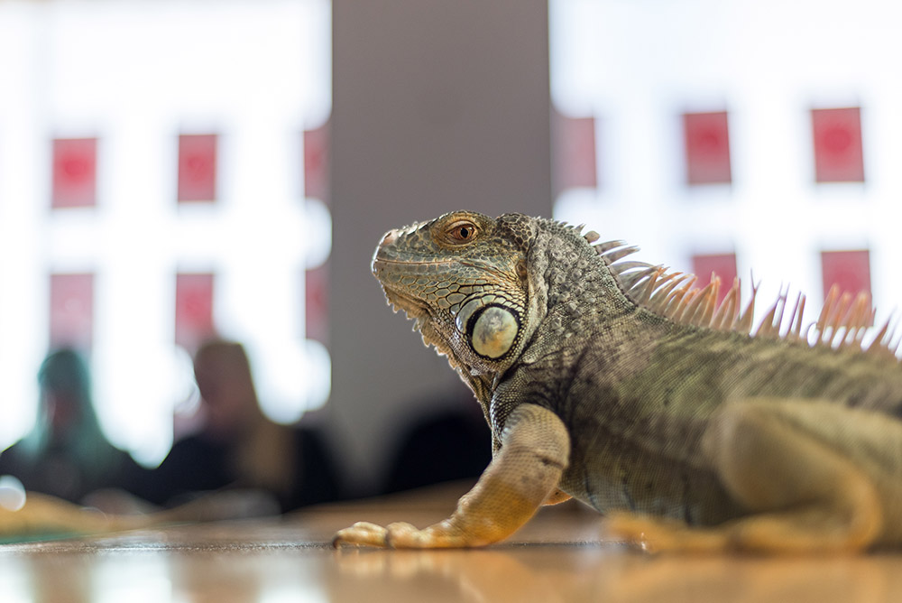 A model lizard from the Wild Life Drawing class.