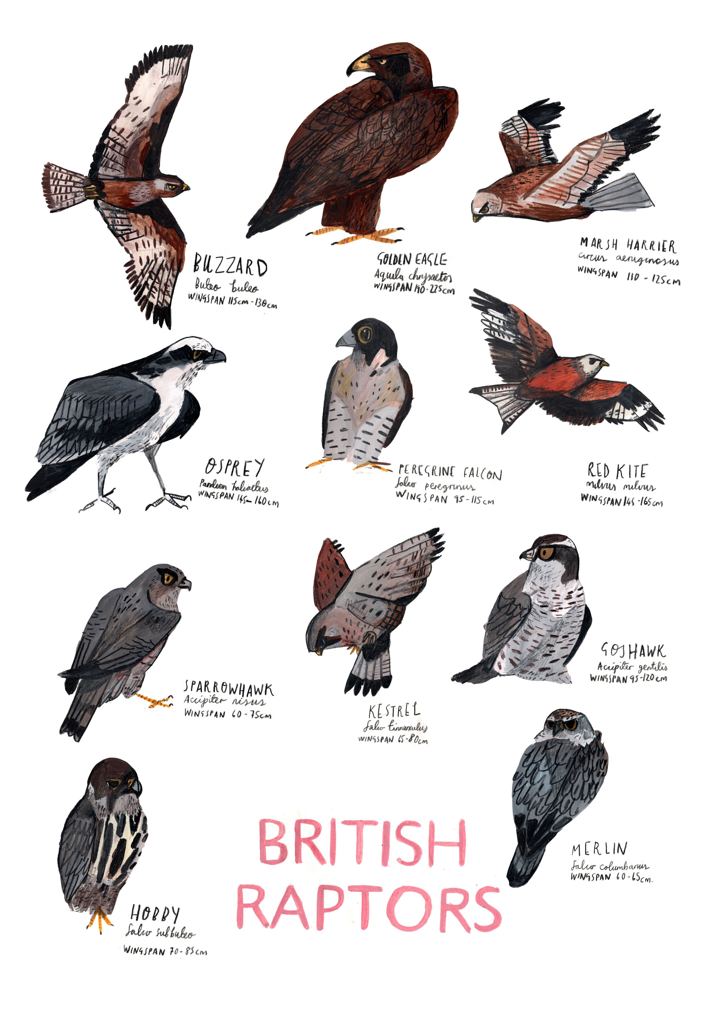 British Birds of Prey