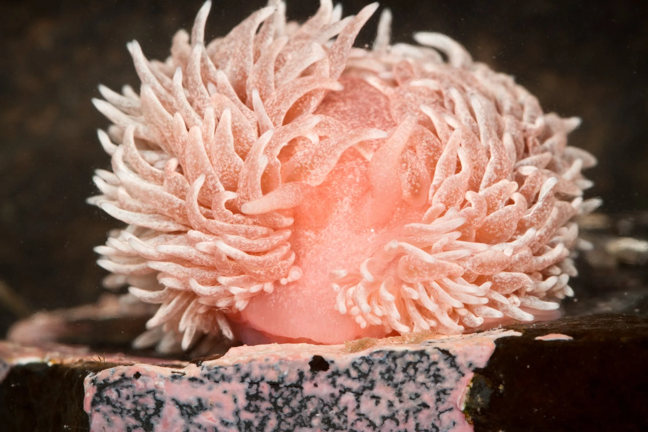 Nudibranchia.jpg