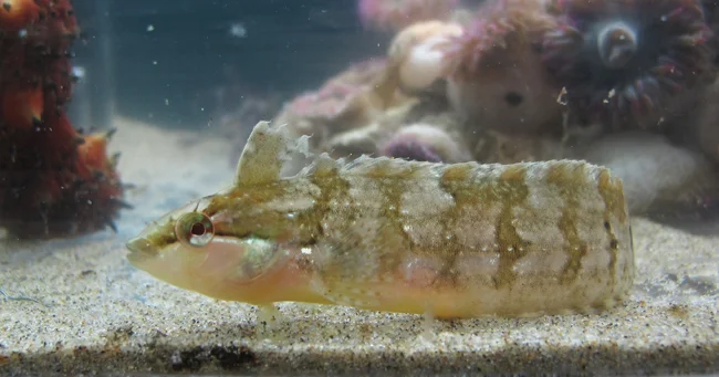 coldwater fish 1.jpg