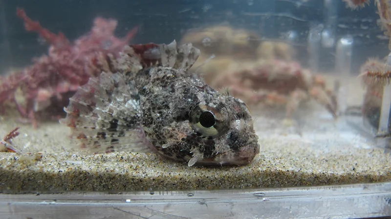 rockfish web.jpg