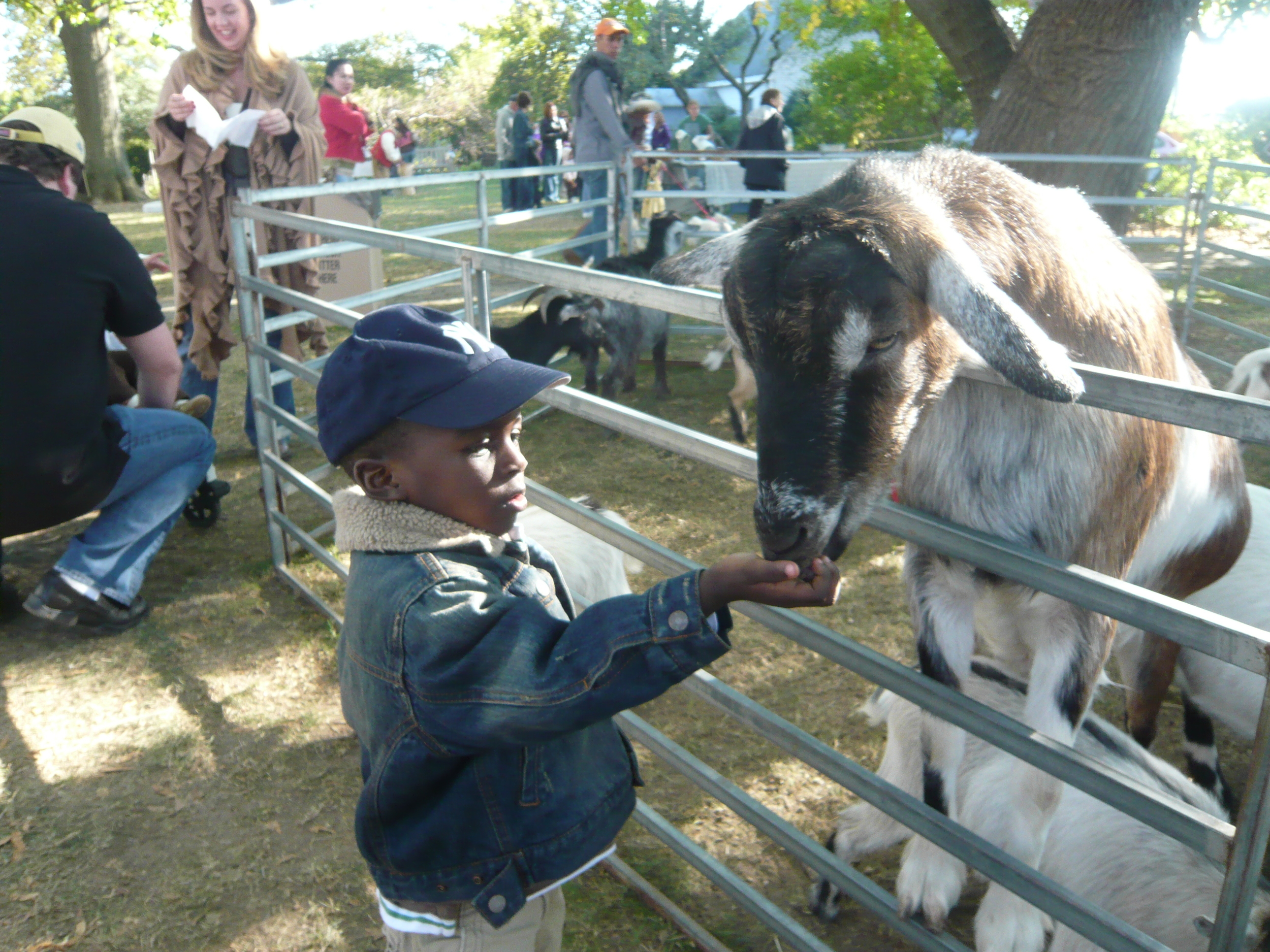 Country Fair