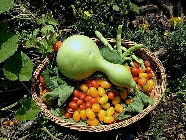 Rock+Hall+Garden+Harvest.jpg
