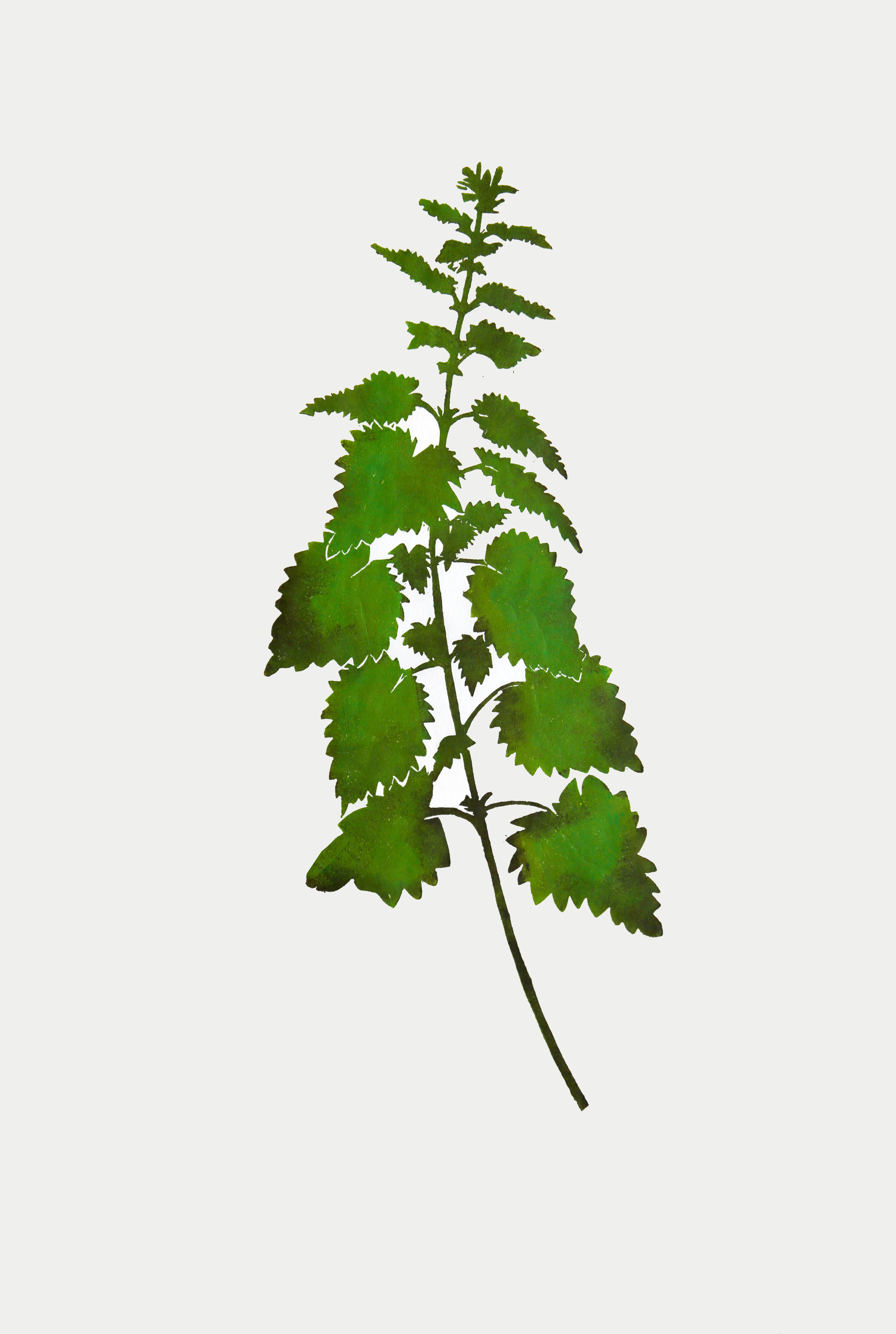 superfolk nettle.jpg