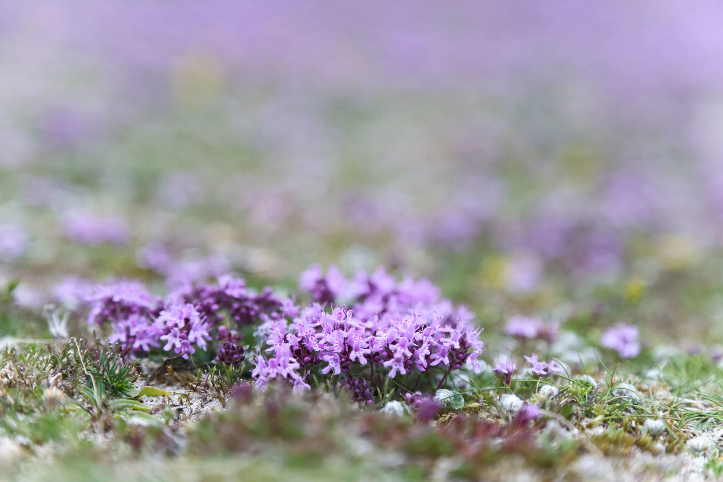 Wild Thyme growing at Silver Strand, County Mayo