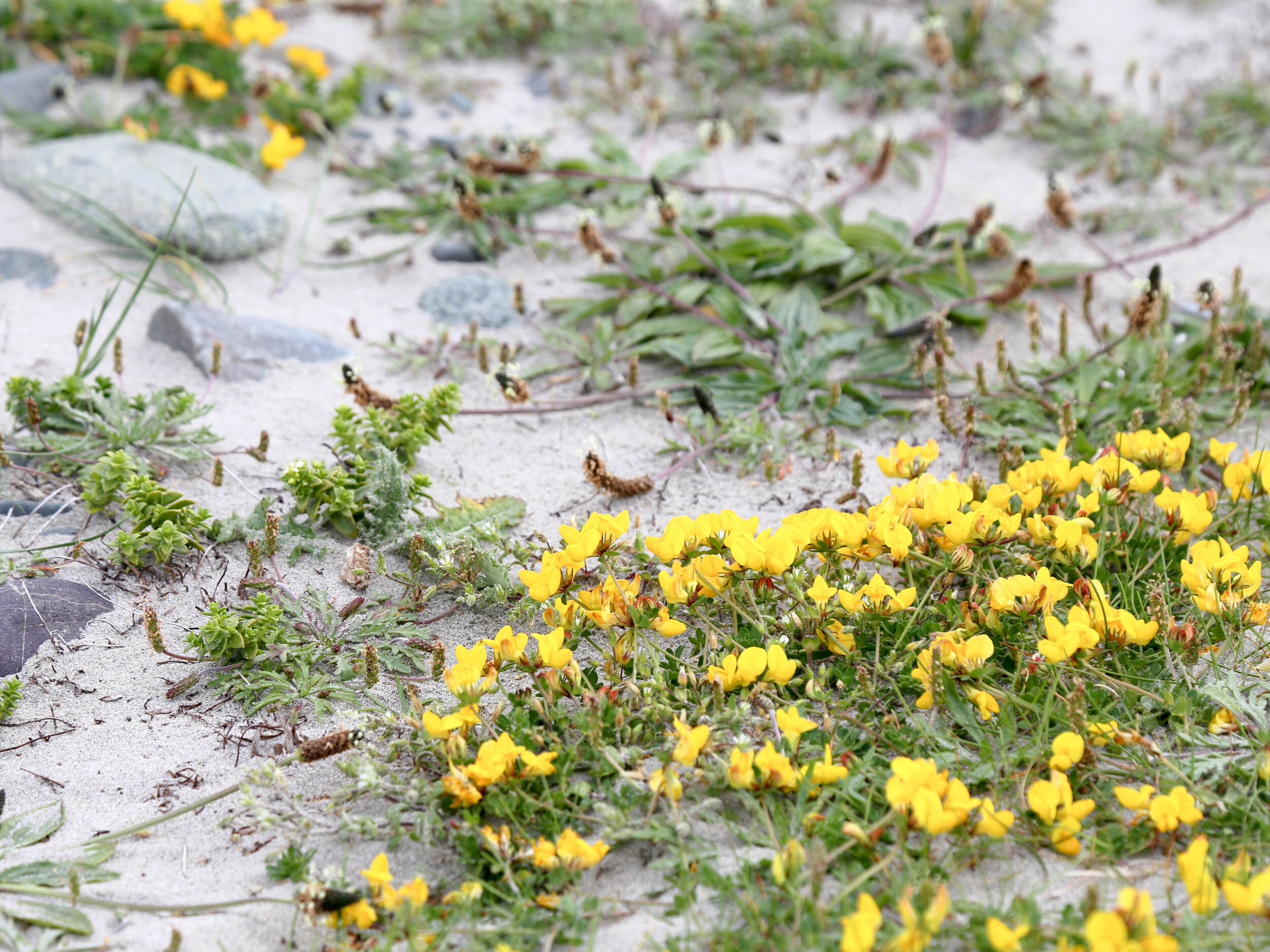 HABITATS: Wildflower Hunting in the Sand Dunes — Superfolk