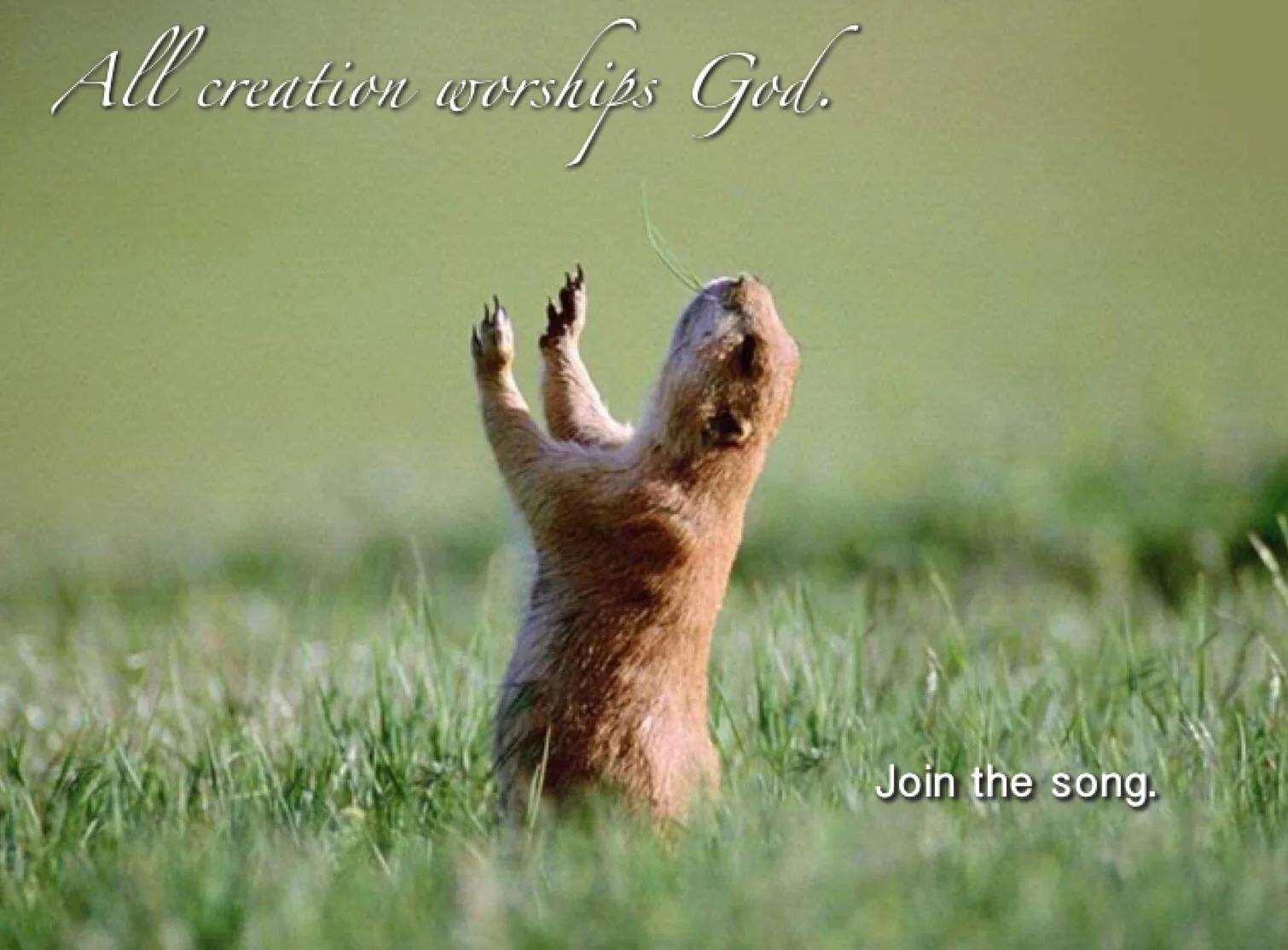 All creation worships God...