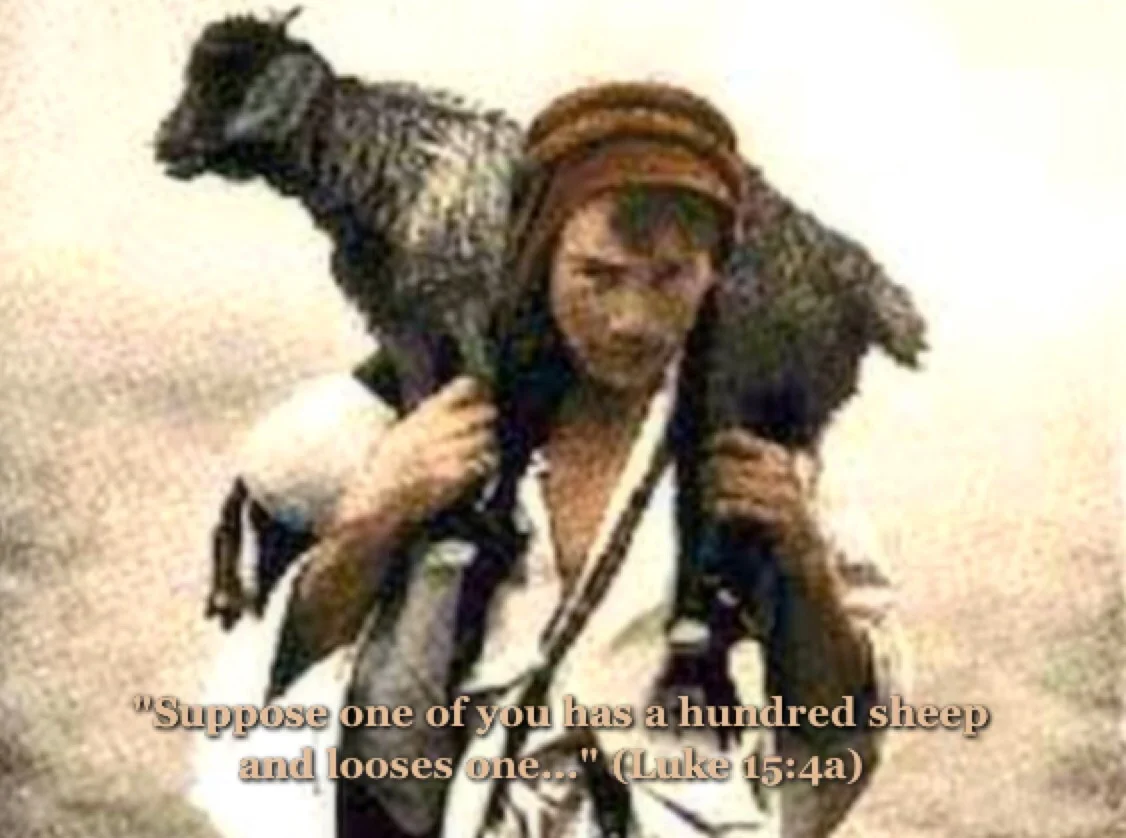 The lost sheep...