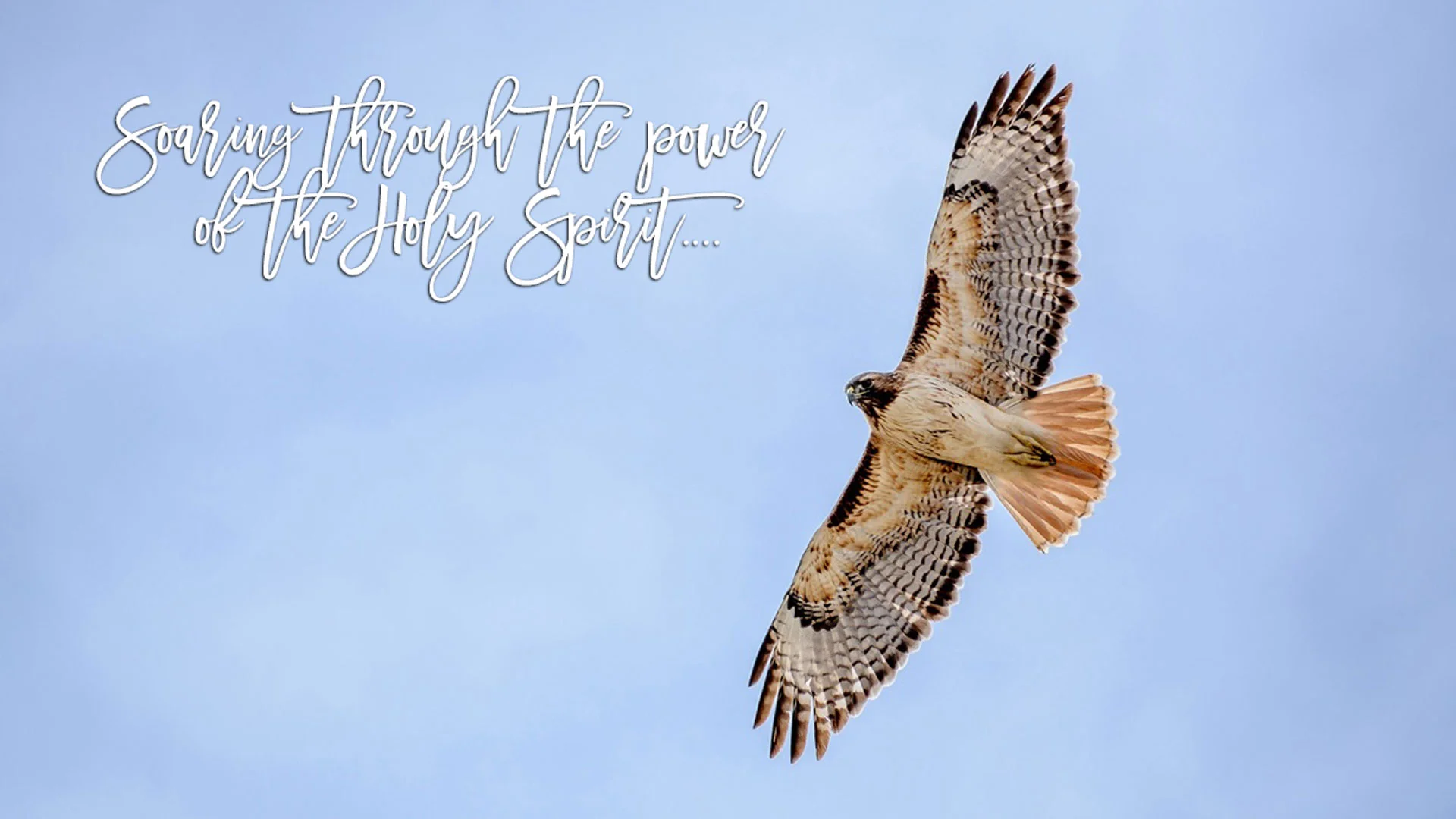 Soaring_Eagle-Wide.jpg