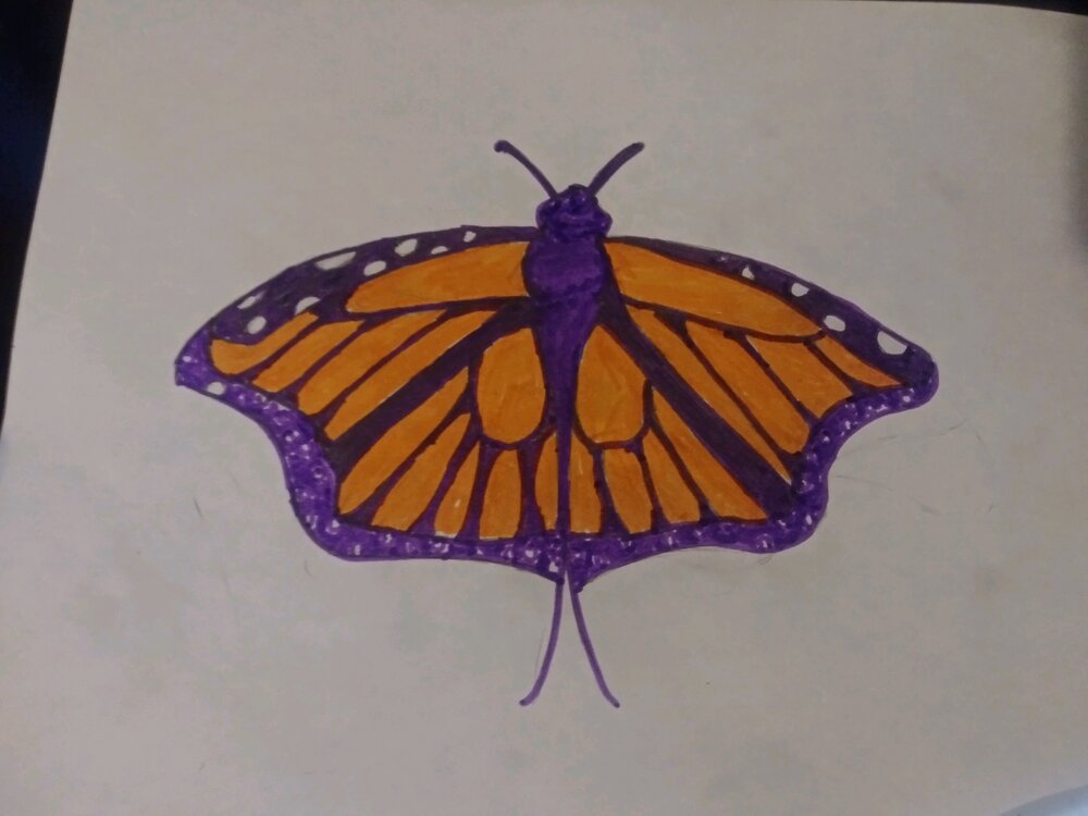 Solomon's butterfly.jpg