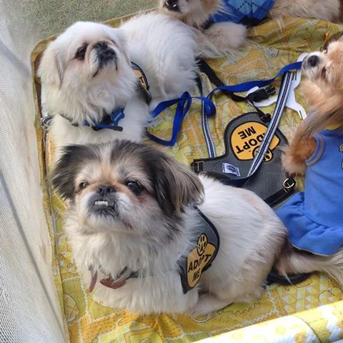 Hannibal and Clarice are brother and sister! They found a home together!