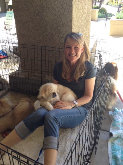 Here's one of Peke Wranglers, Jami, volunteering at an adoption event and having a good time!