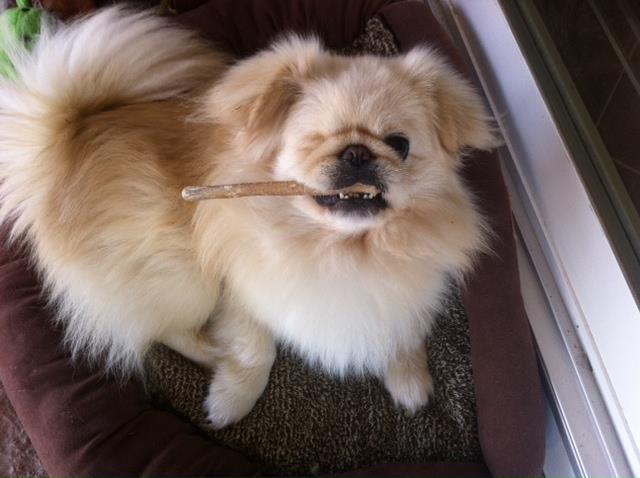 pekingese adoption near me