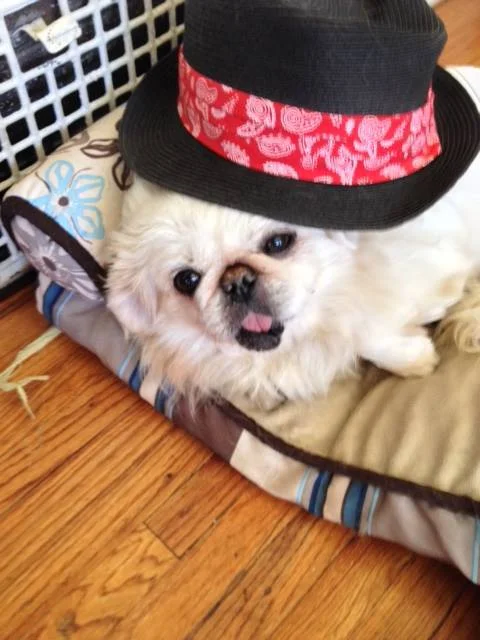 Rachel, who has gone to her forever family, tips her hat to all the wonderful rescues making all the difference to animals just like her.