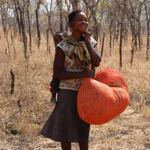 New harvester arriving with firewood bags. Lukasa Project, Sheftel Farm, Zambia