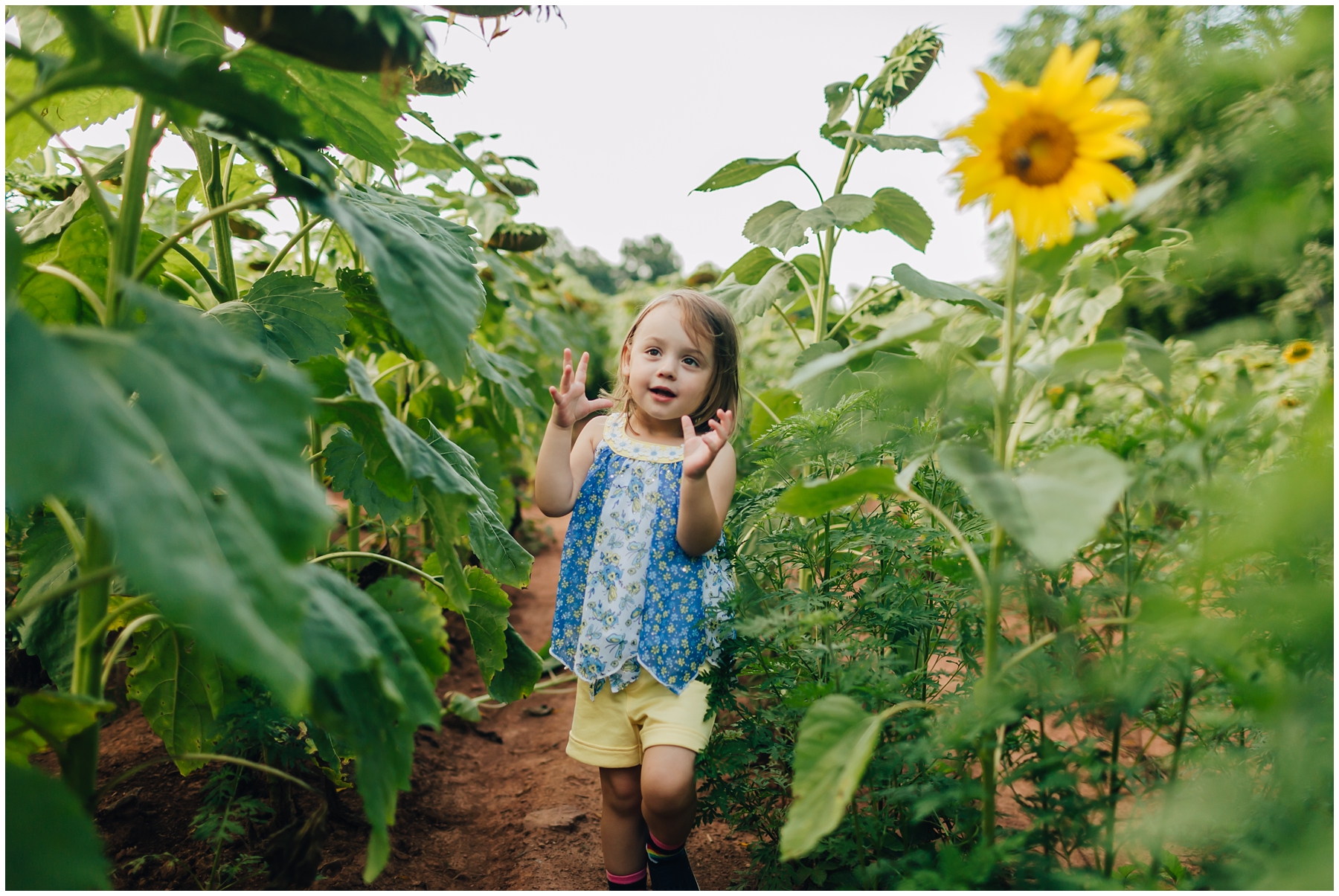 mckee-beshers-sunflowers-family-photography-1.jpg