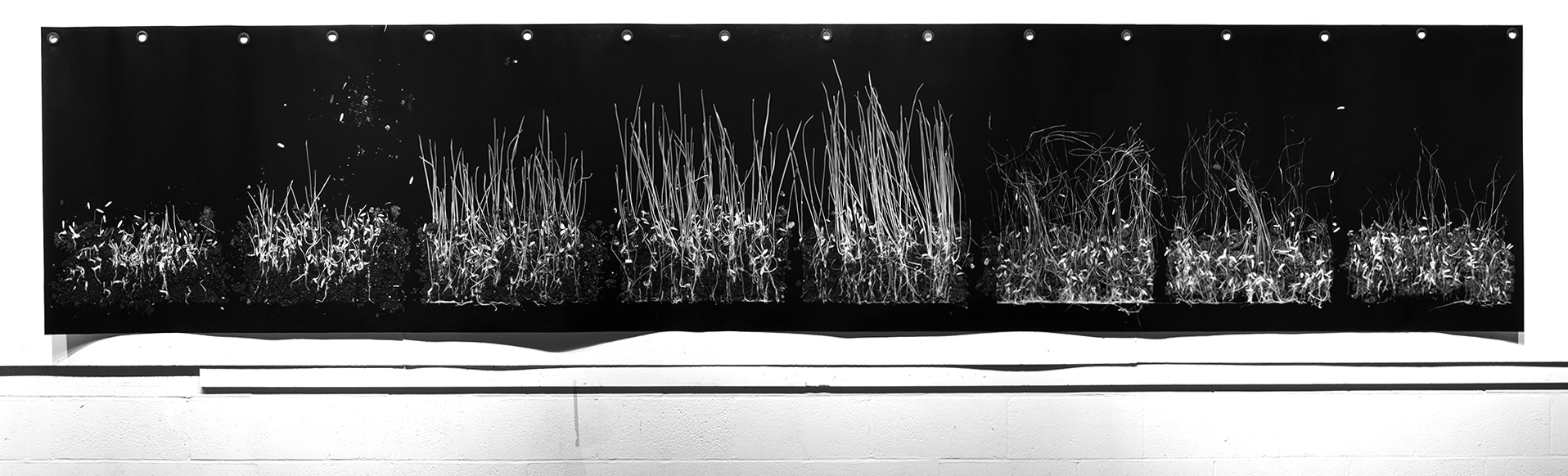 Grass Curtain (2014), installation