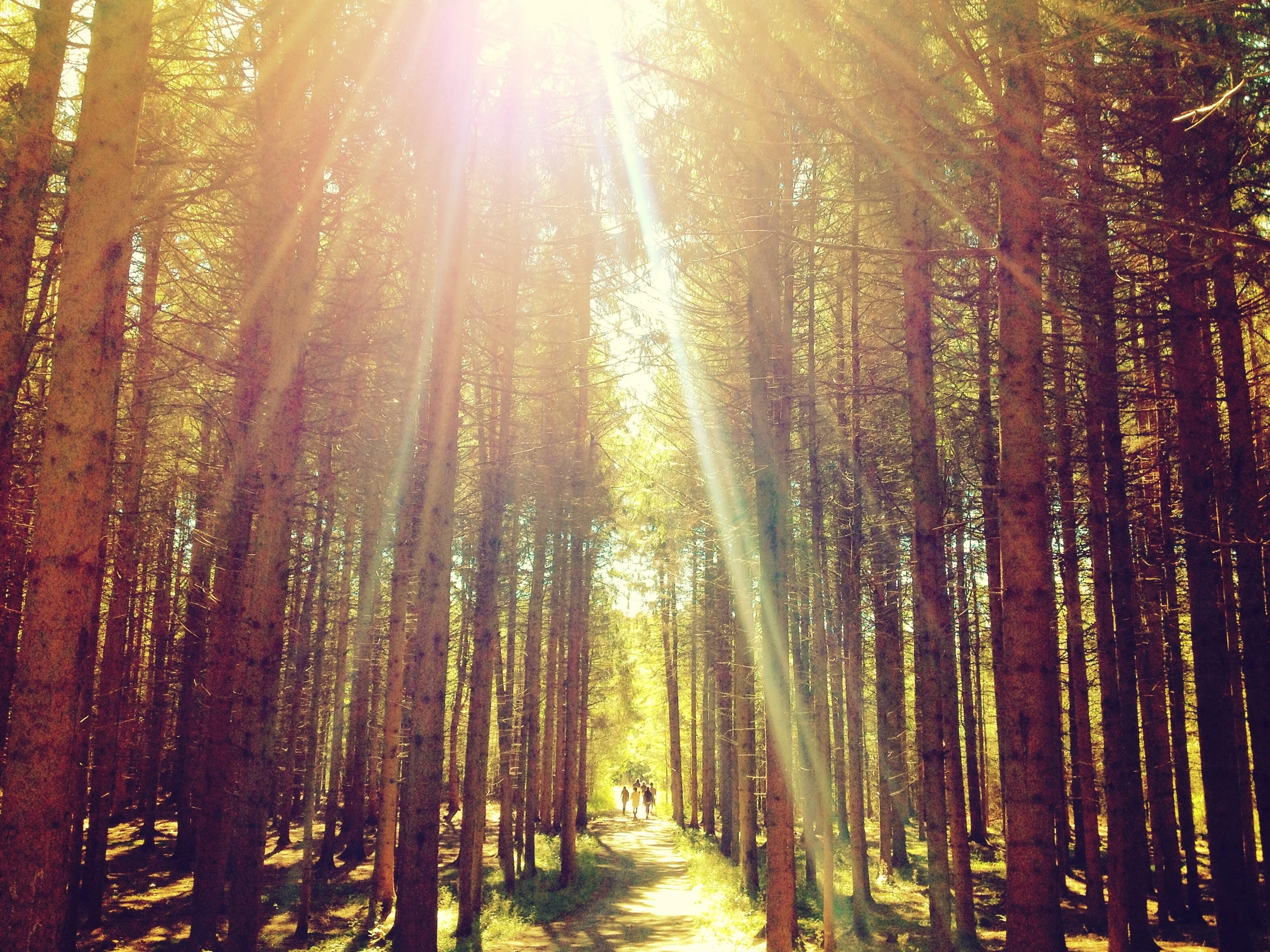 Giant pine trees