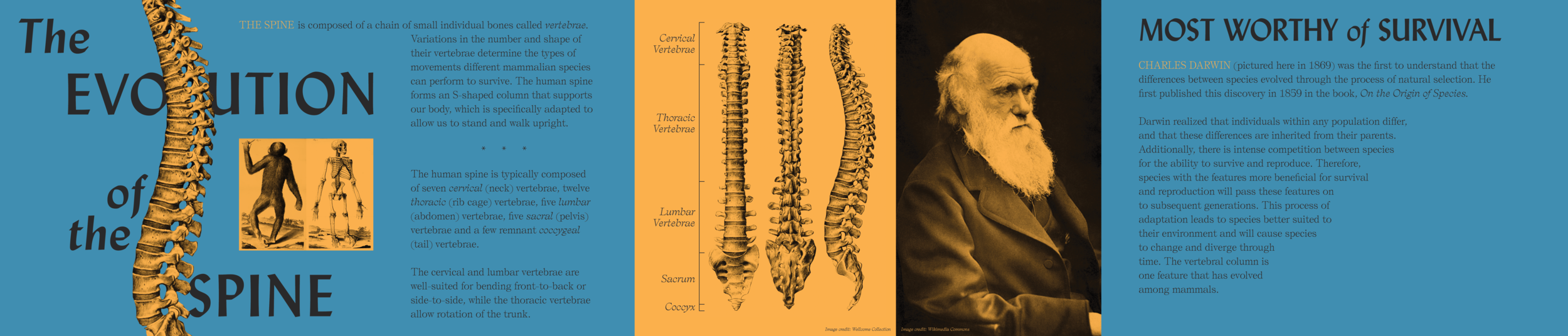  Visual identity and graphic design for  The Evolution of the Spine,  a 2020 exhibit at the Mütter Museum 