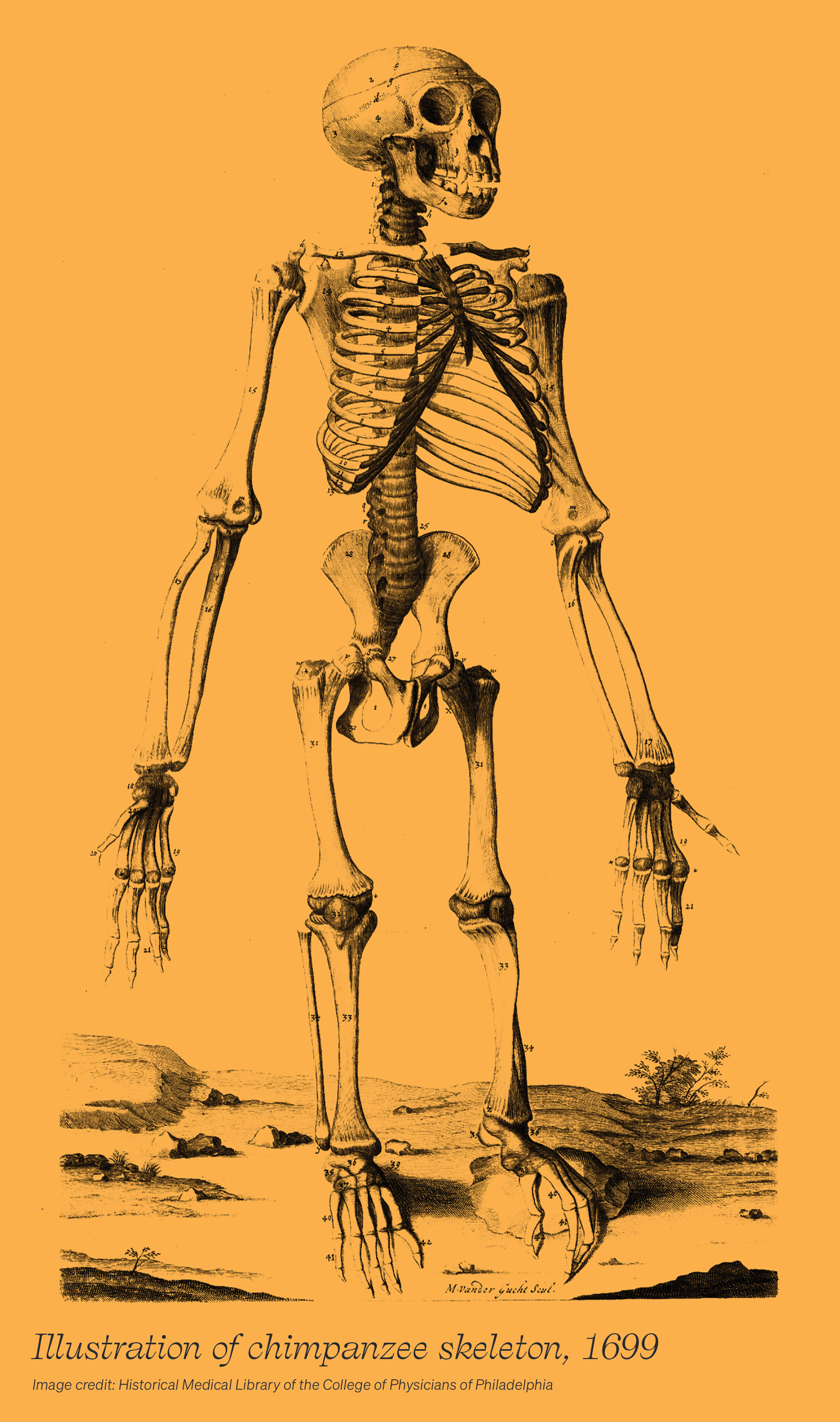 Keys_TEVA_Spine_ChimpImage_Yellow_2.png