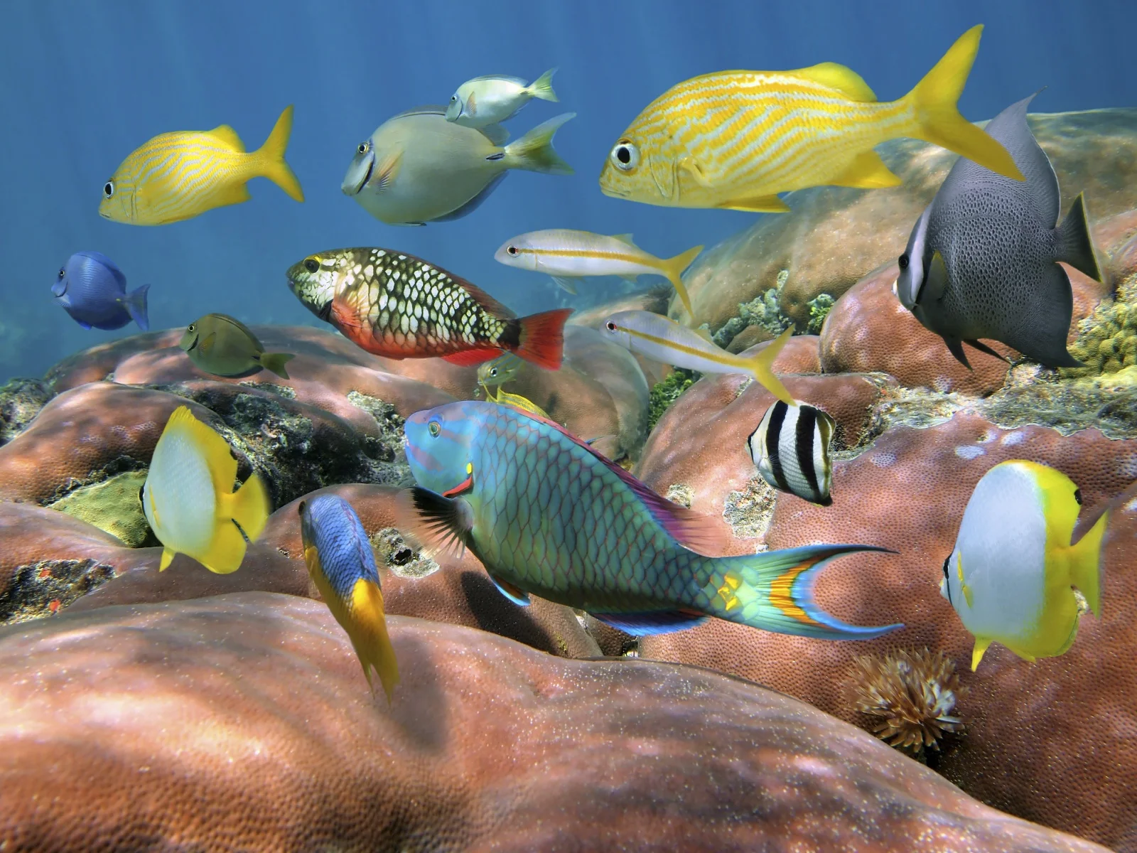 iStock_000021278316Medium CARIBBEAN SNORKELING.jpg