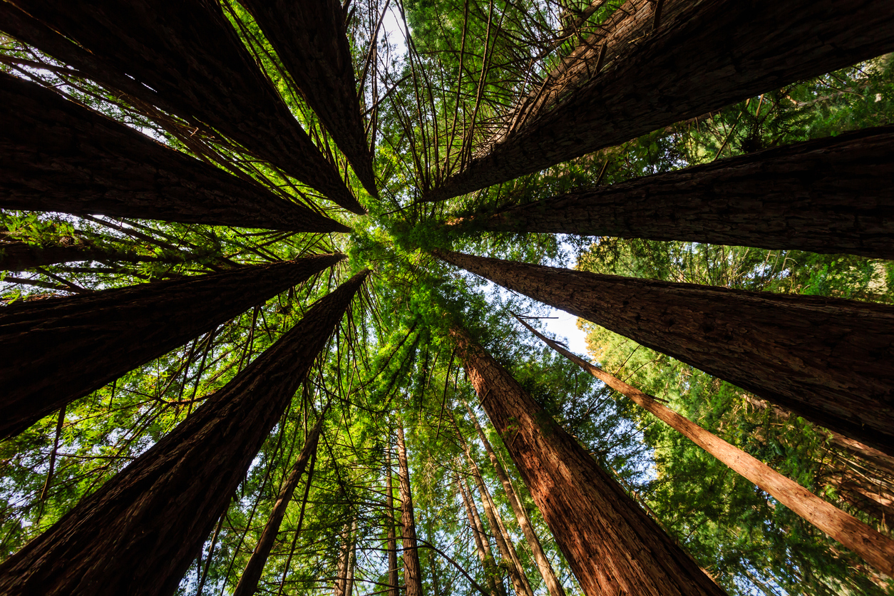 iStock-179784509.jpg