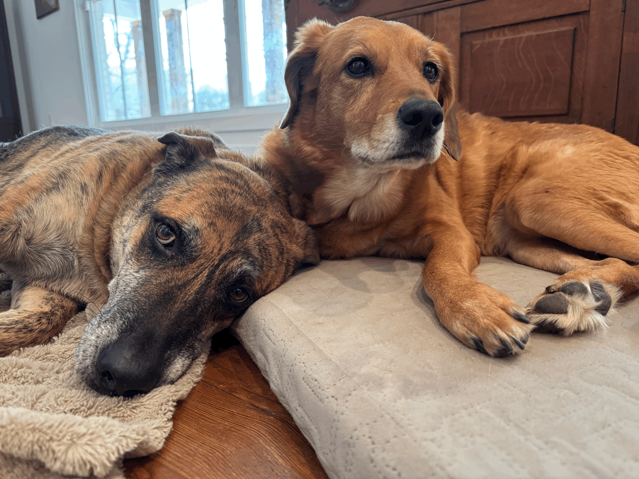 Canine Influencers