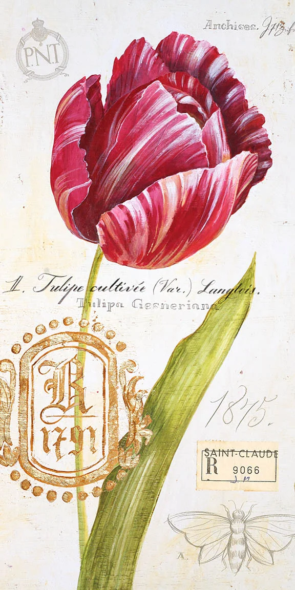 Tulip © Angela Staehling