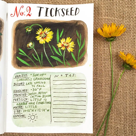 Tickseed © Angela Staehling