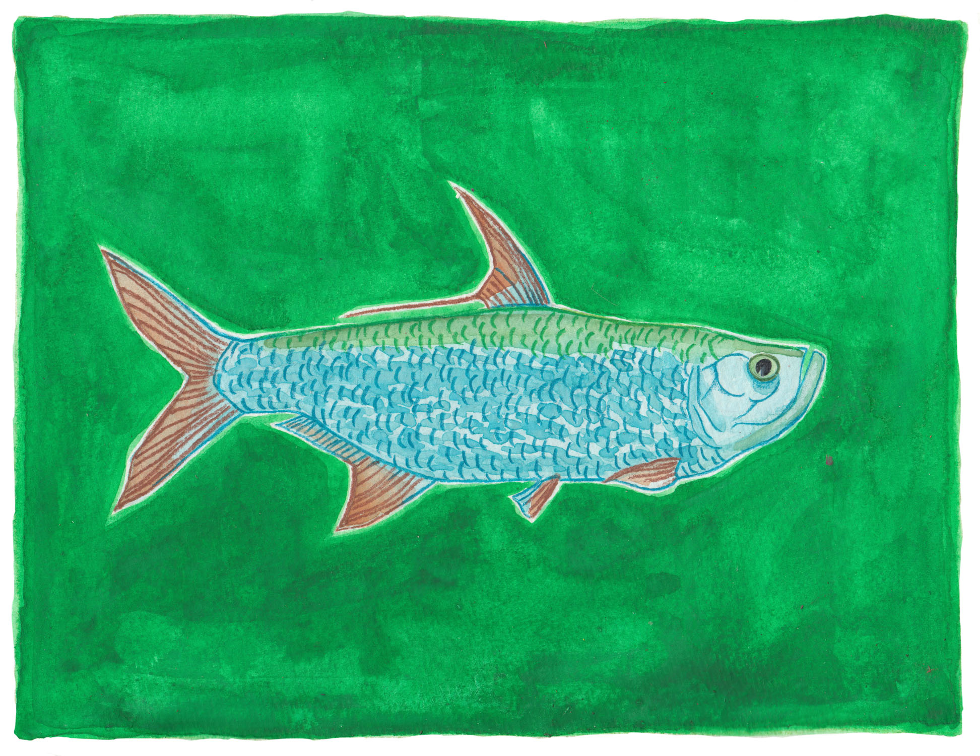Tarpon