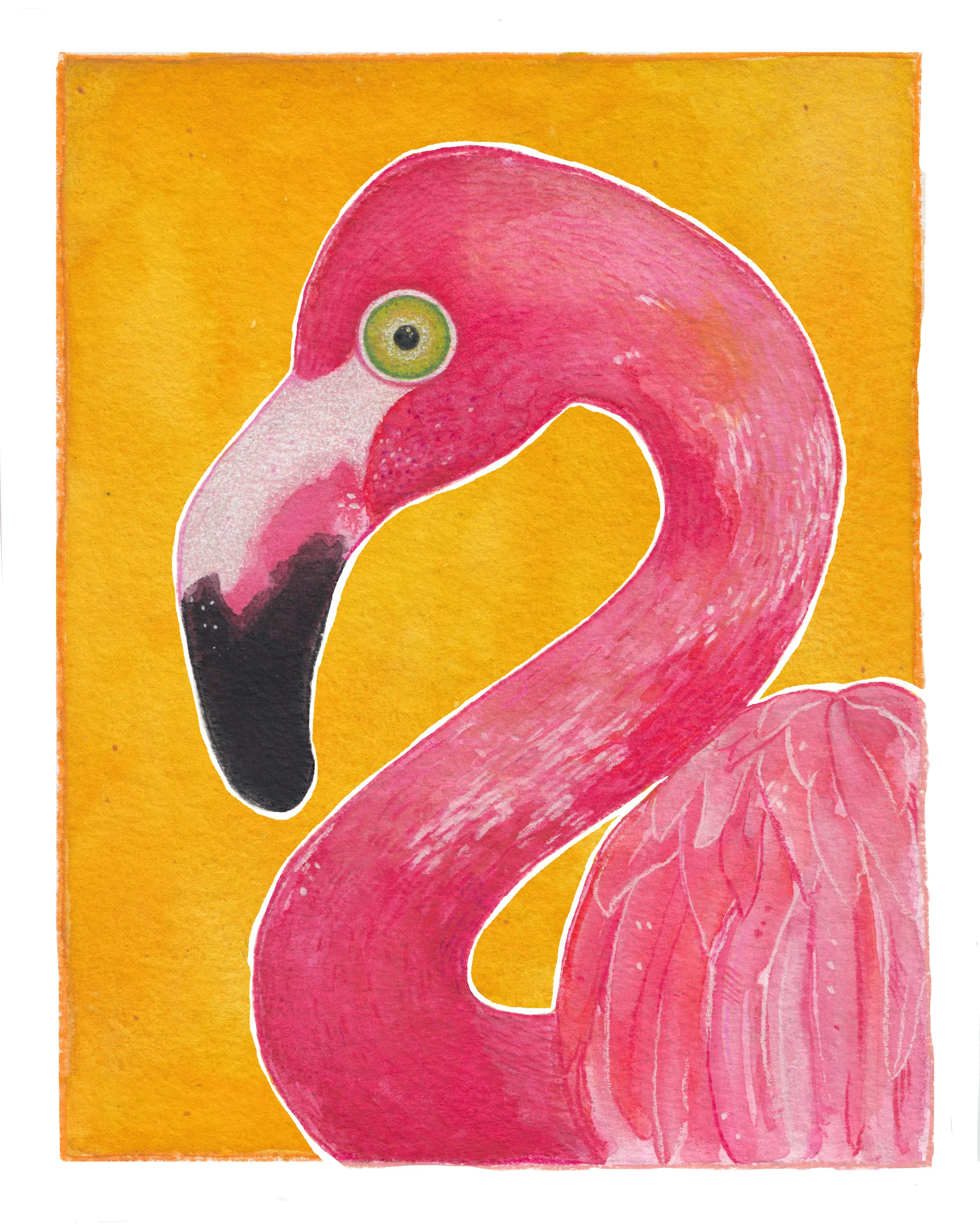 Flamingo