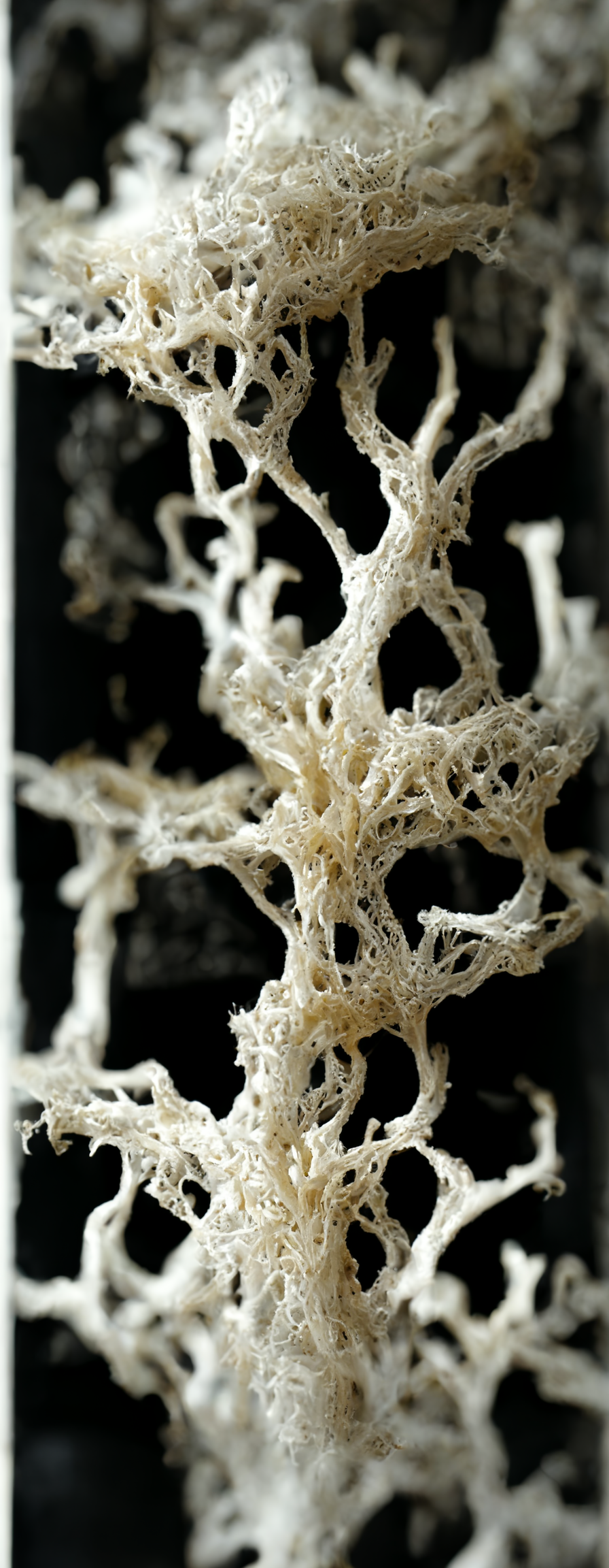 NefeliMan_4D_chaotic_texture_of_a_mycelium_network_in_high_cont_8e244162-fa72-4b1d-b0a6-d4bf88aae7ec.png