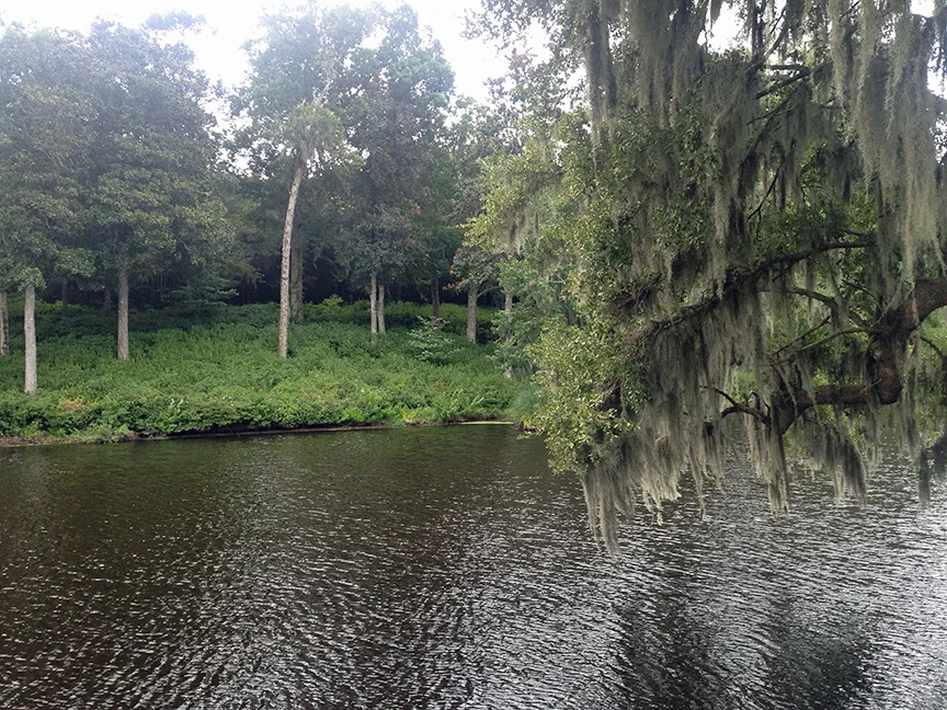 A creek at Middleton Place.