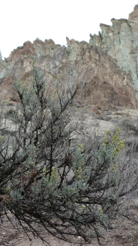 Smith Rock II