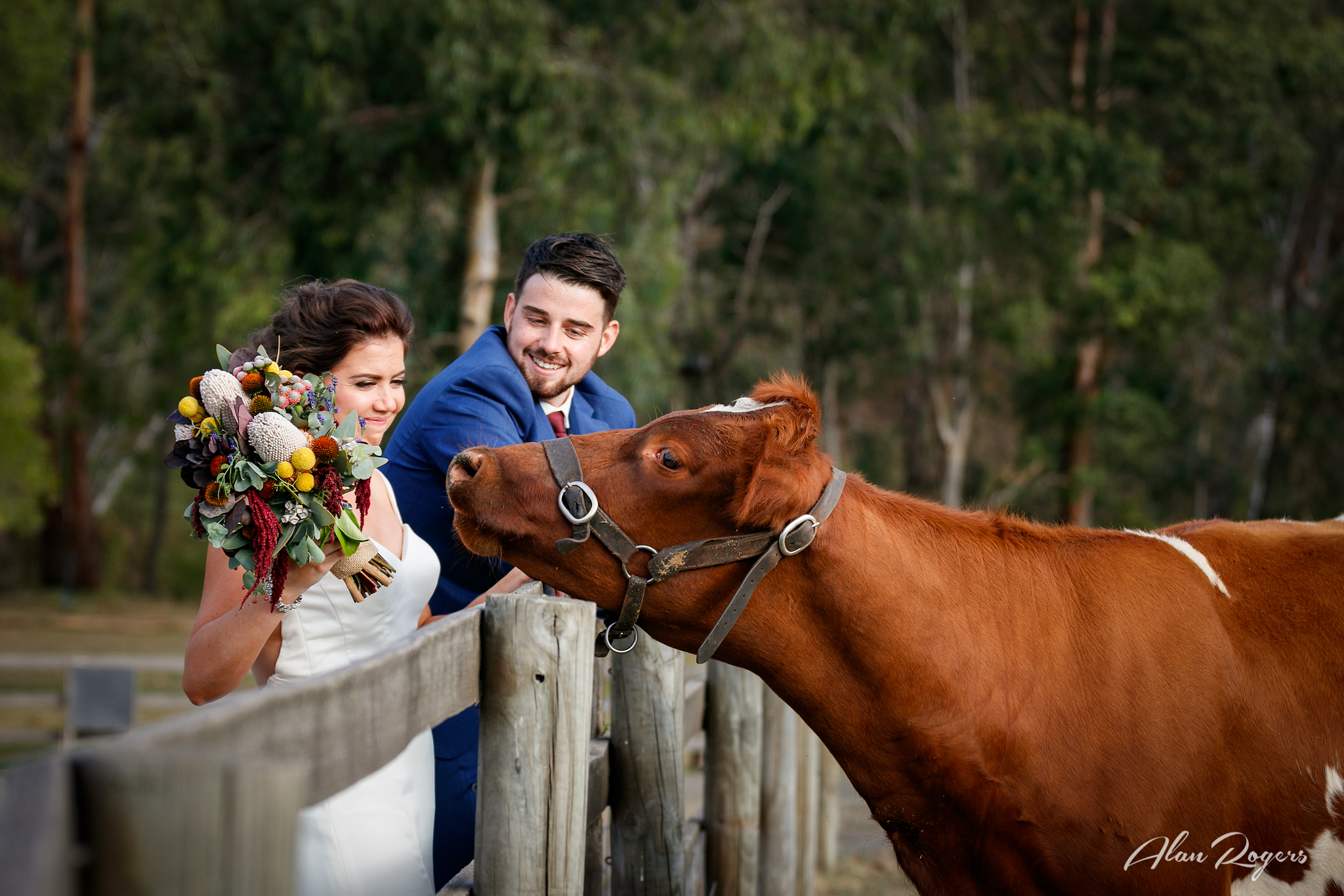 Copy of The Hungry Cow - Collingwood Childrens Farm, Collingwood, Australia.