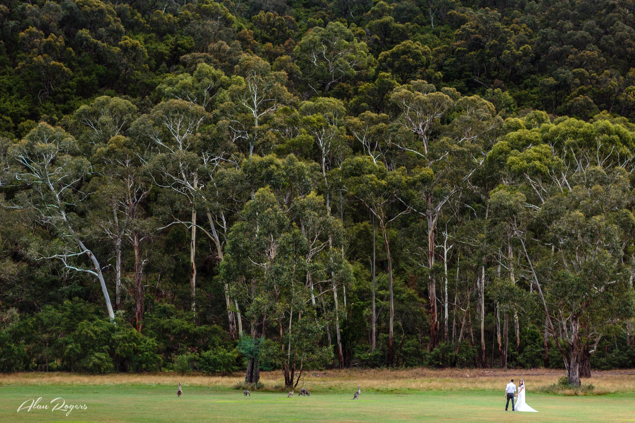 bride-groom-kangaroos-australian-bush.jpg