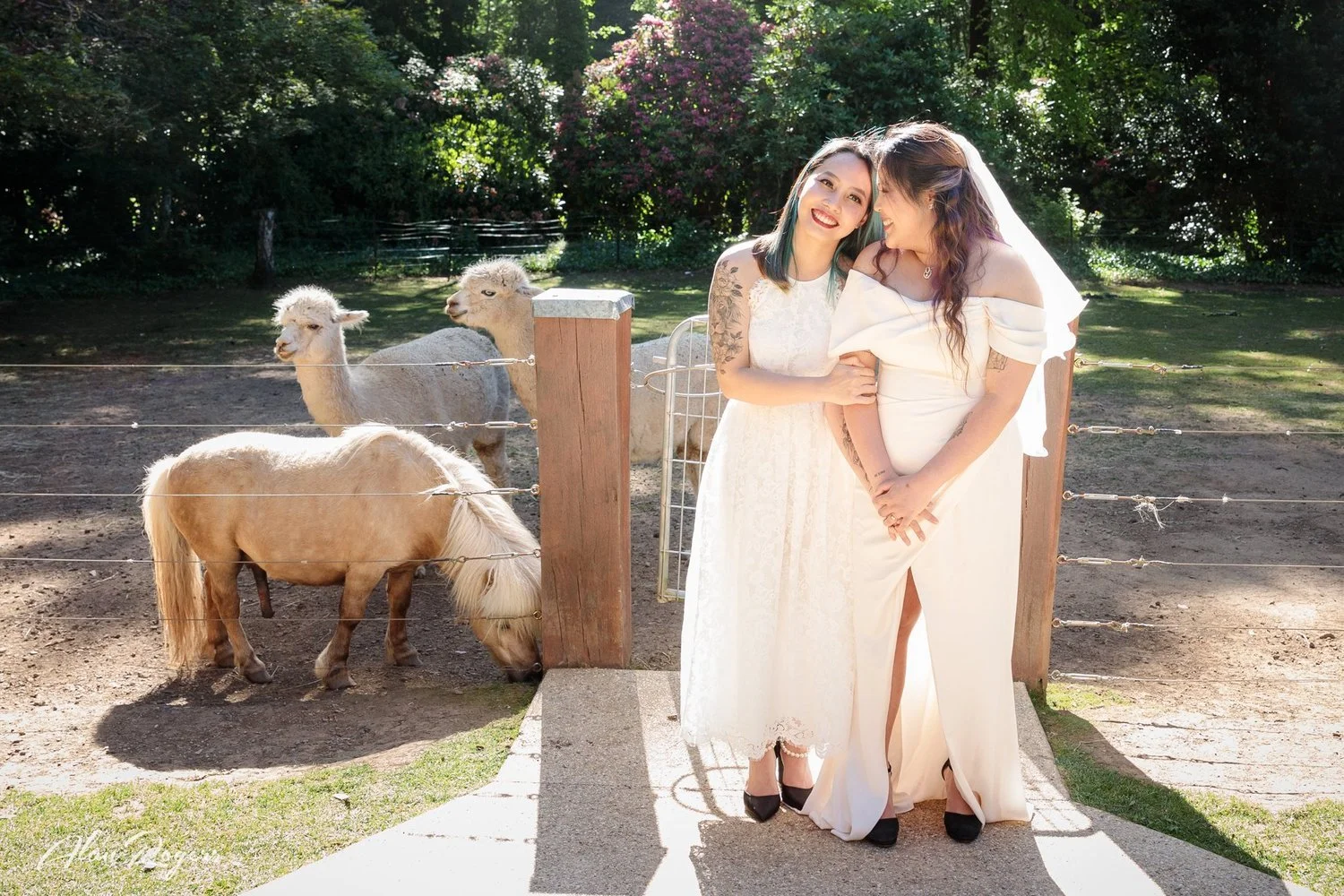 kim-nika-llama.jpg