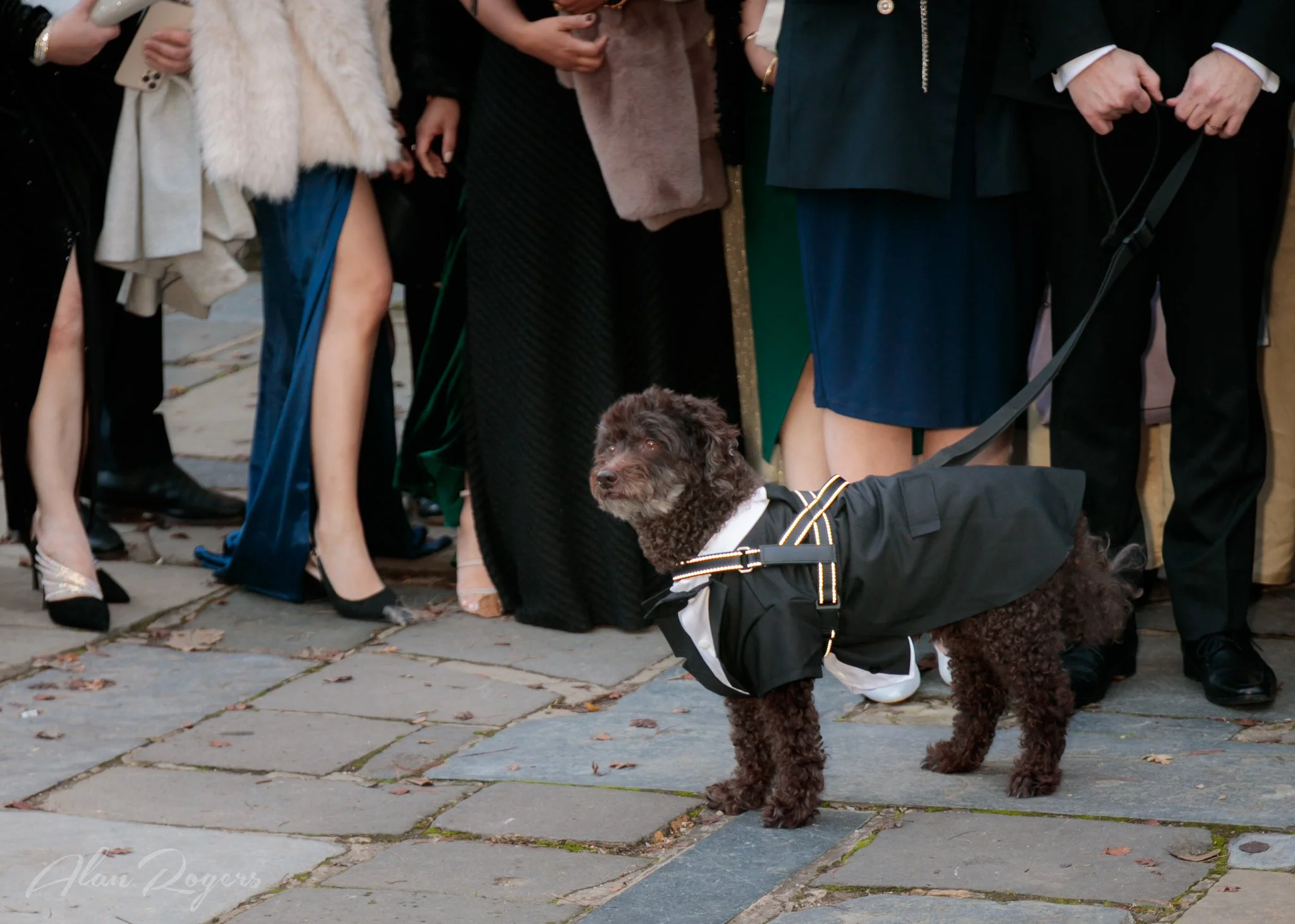 well-behaved-puppy-wedding.jpg