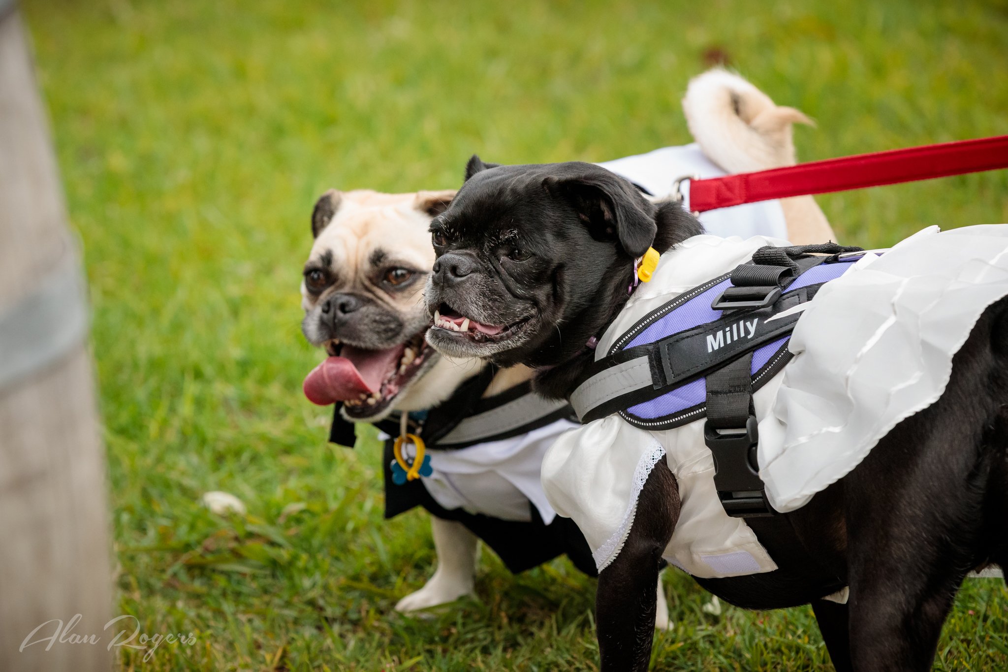 puppies-of-travis-boe.jpg