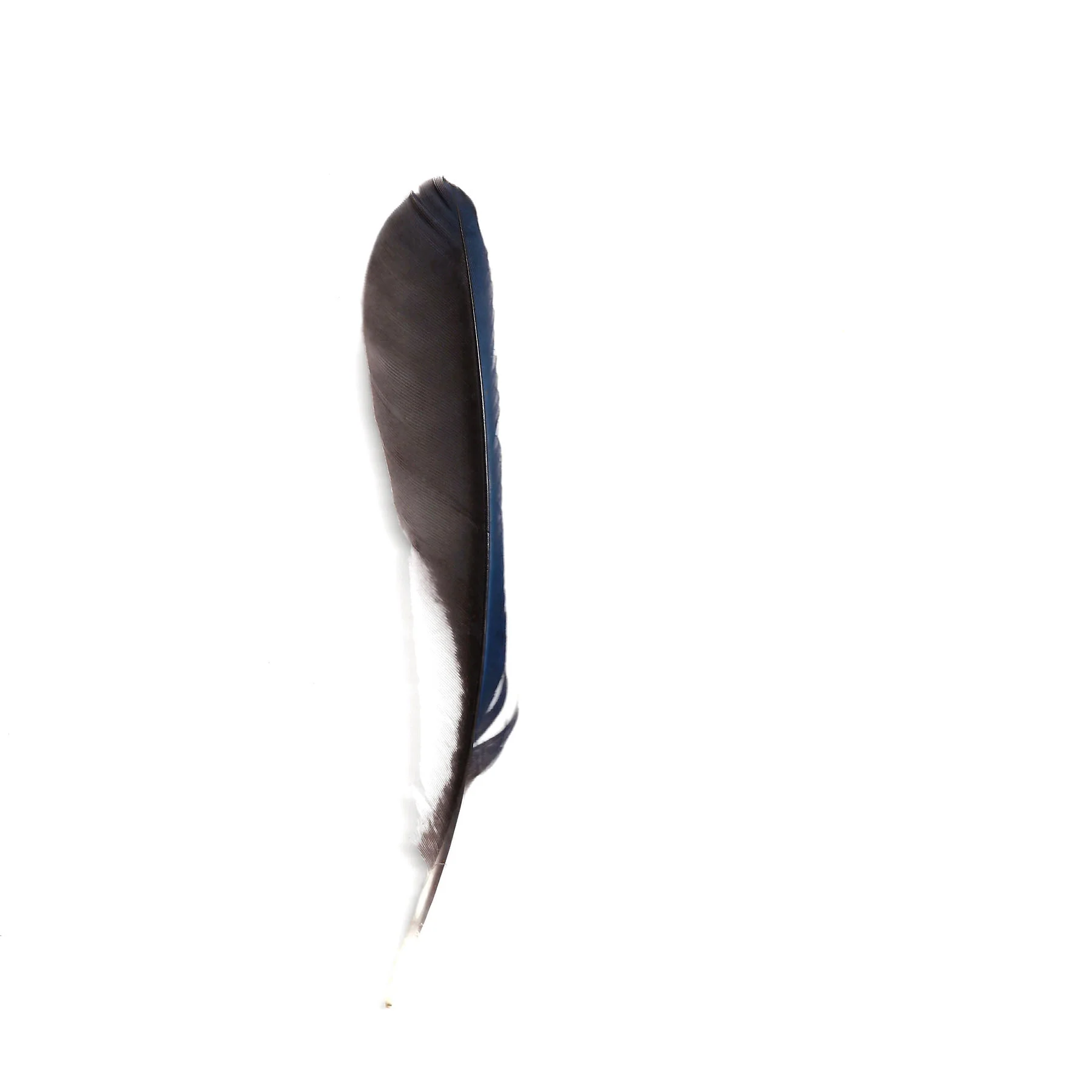 bluejay.jpg