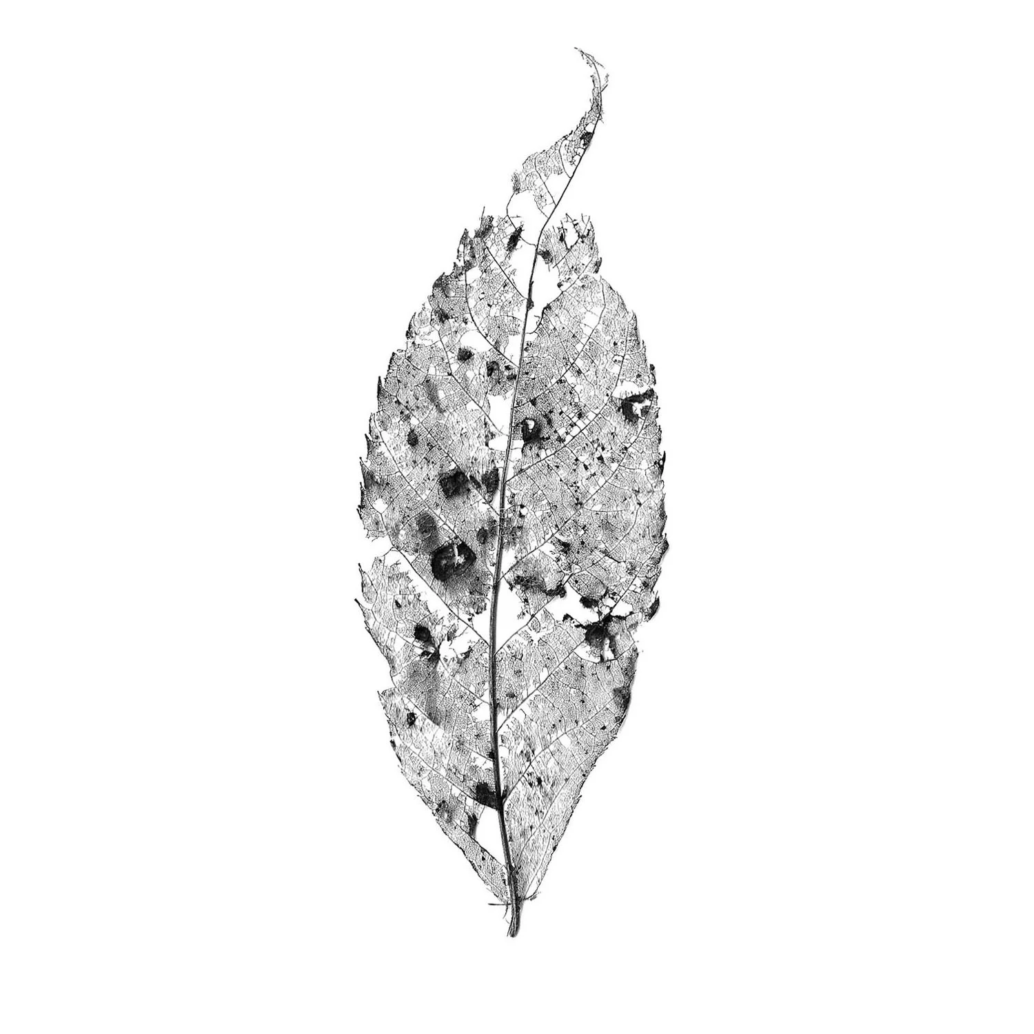 leaf1.jpg