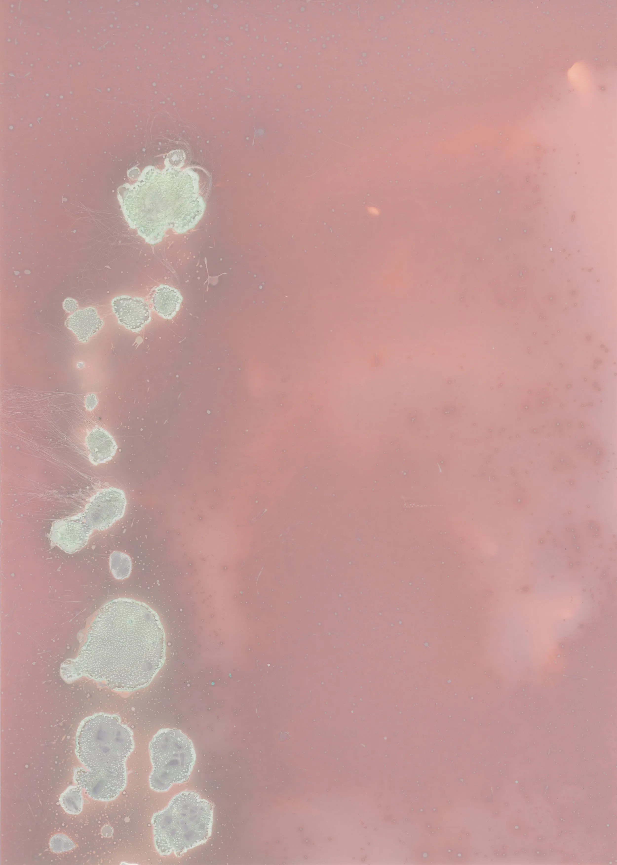 scans20260109_86 copy.jpg