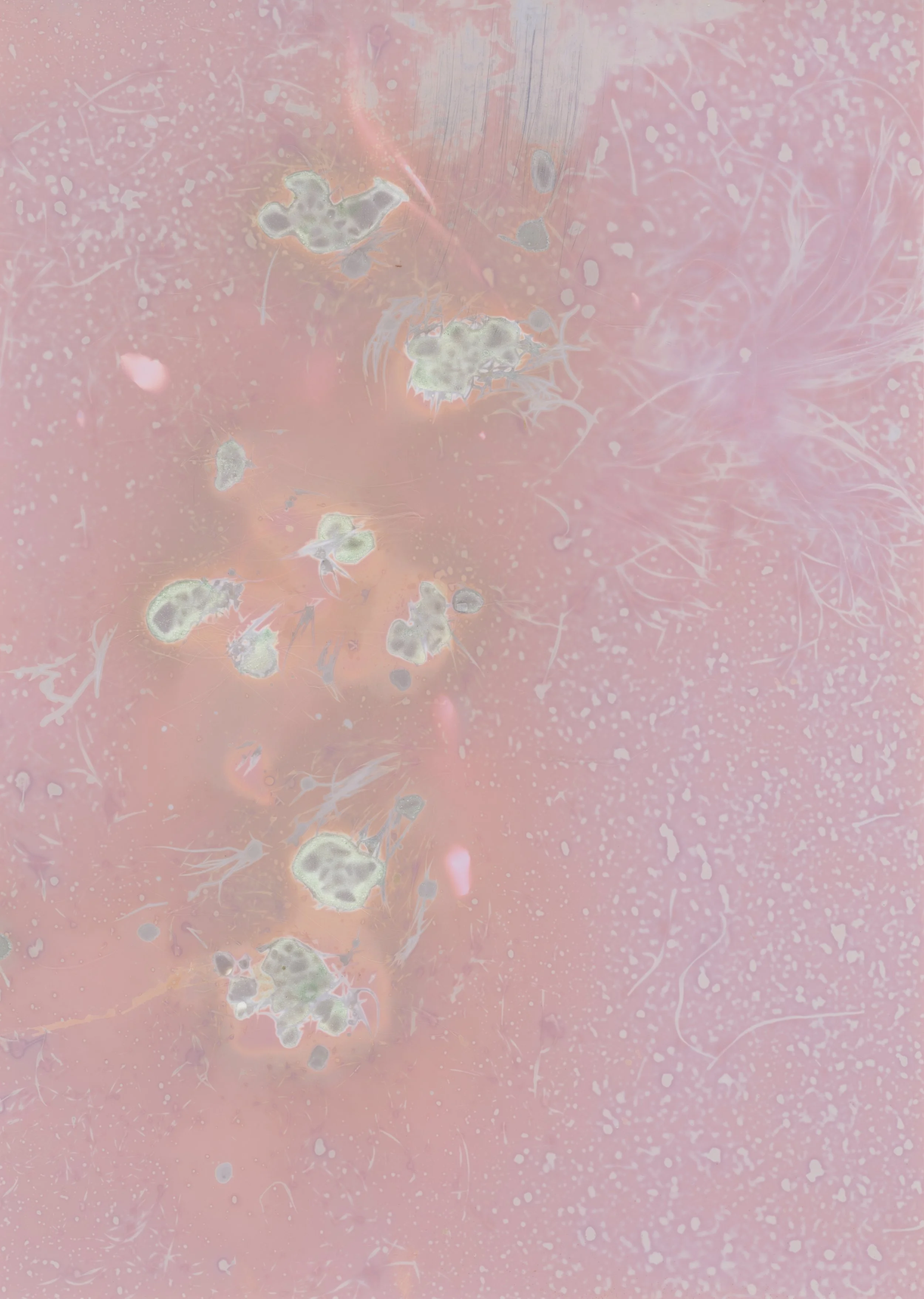 scans20260109_91 copy.jpg