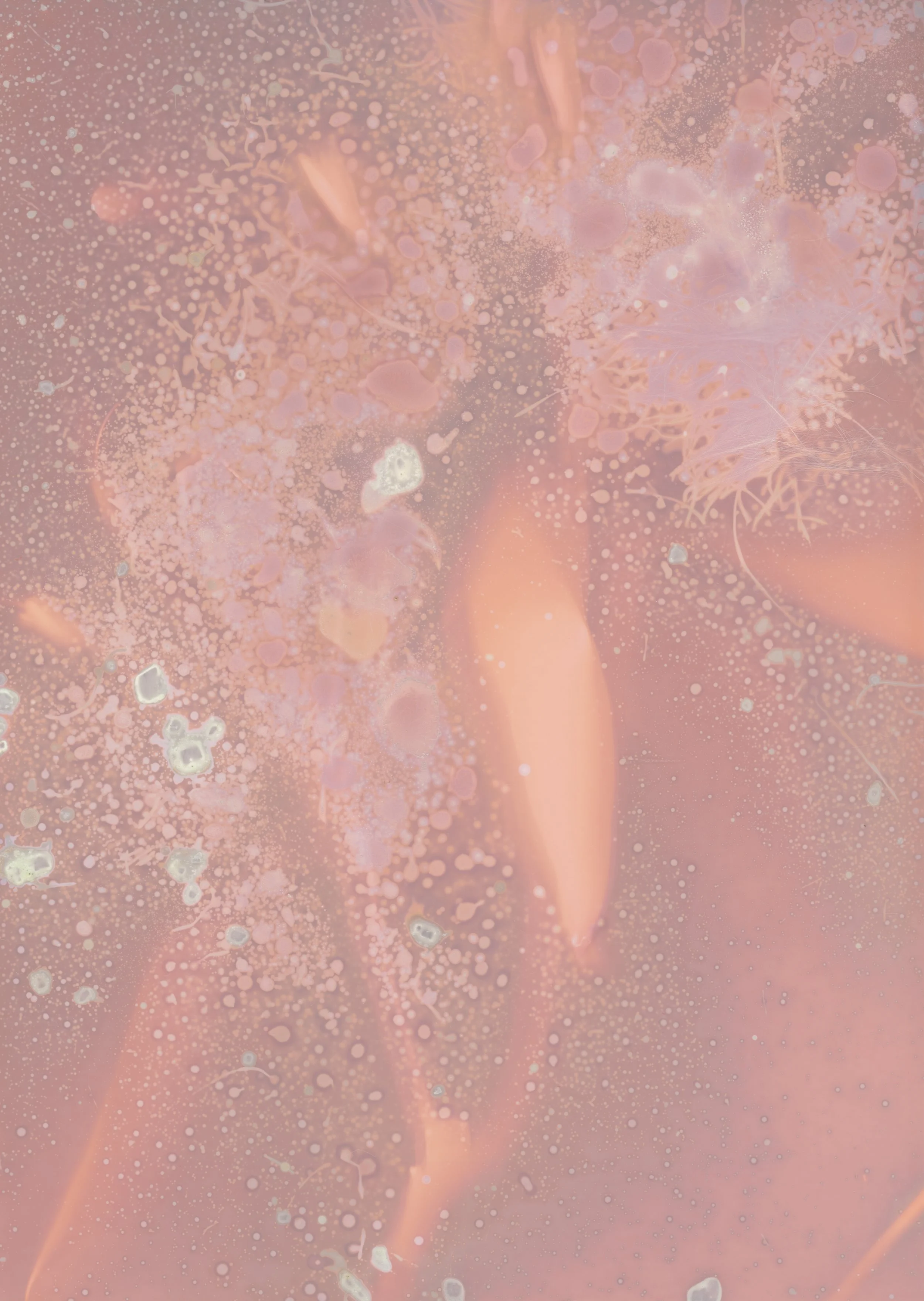 scans20260110_09 copy.jpg