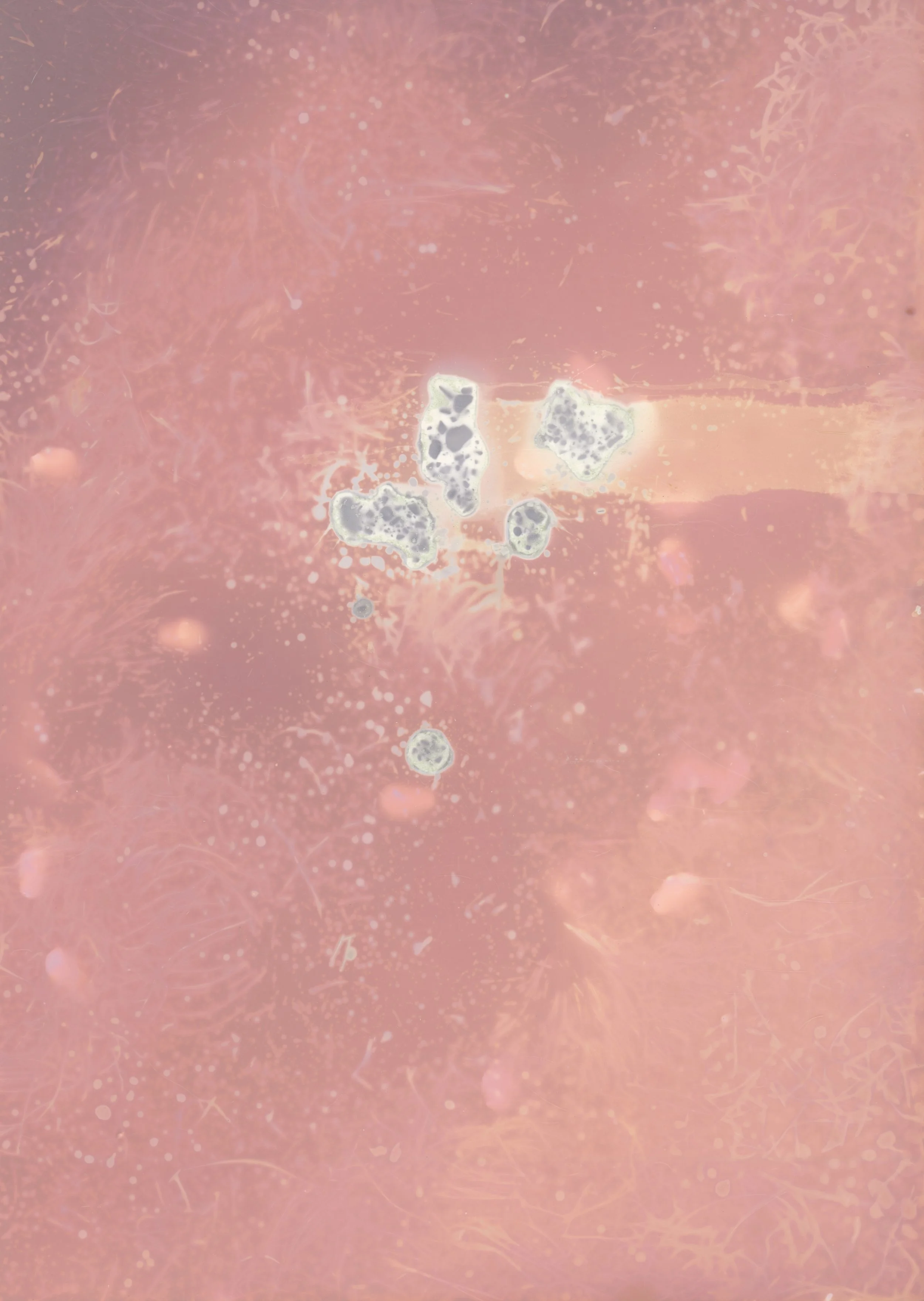 scans20260110_19 copy.jpg