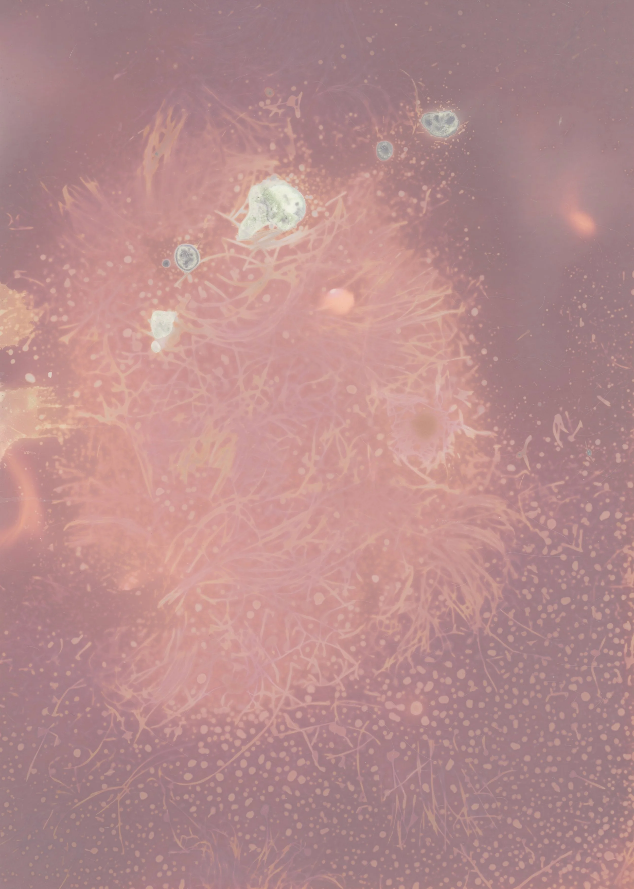 scans20260110_20 copy.jpg