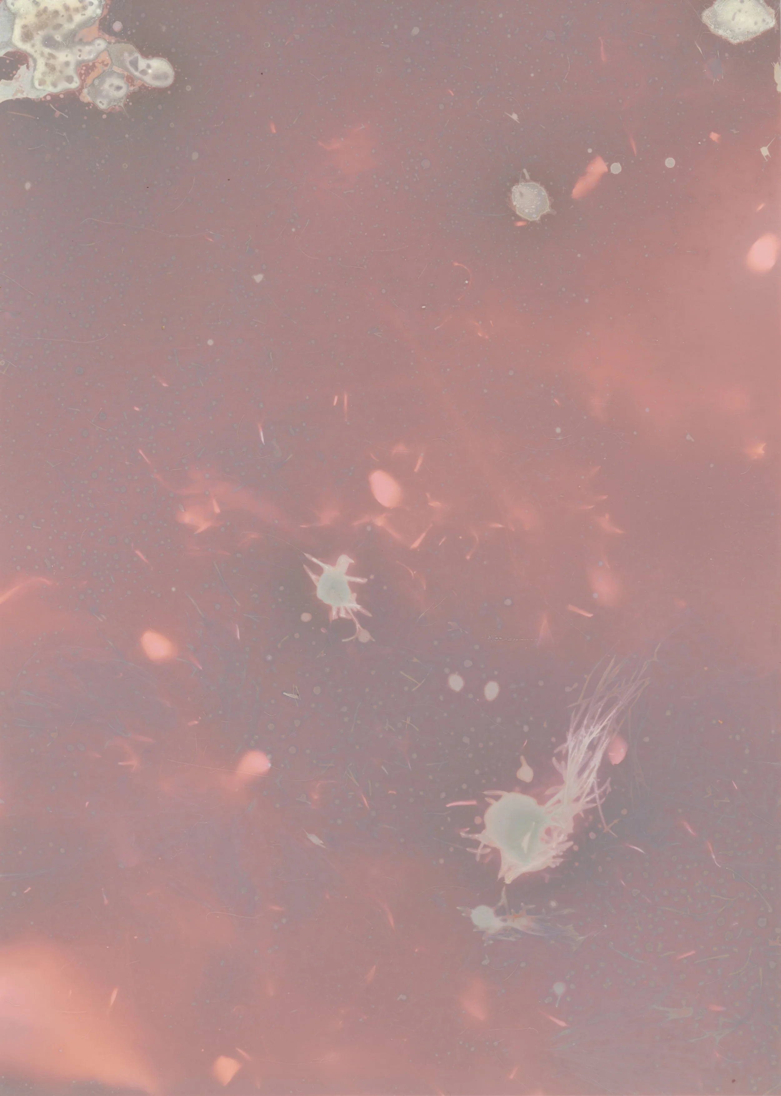 scans20260110_98 copy.jpg