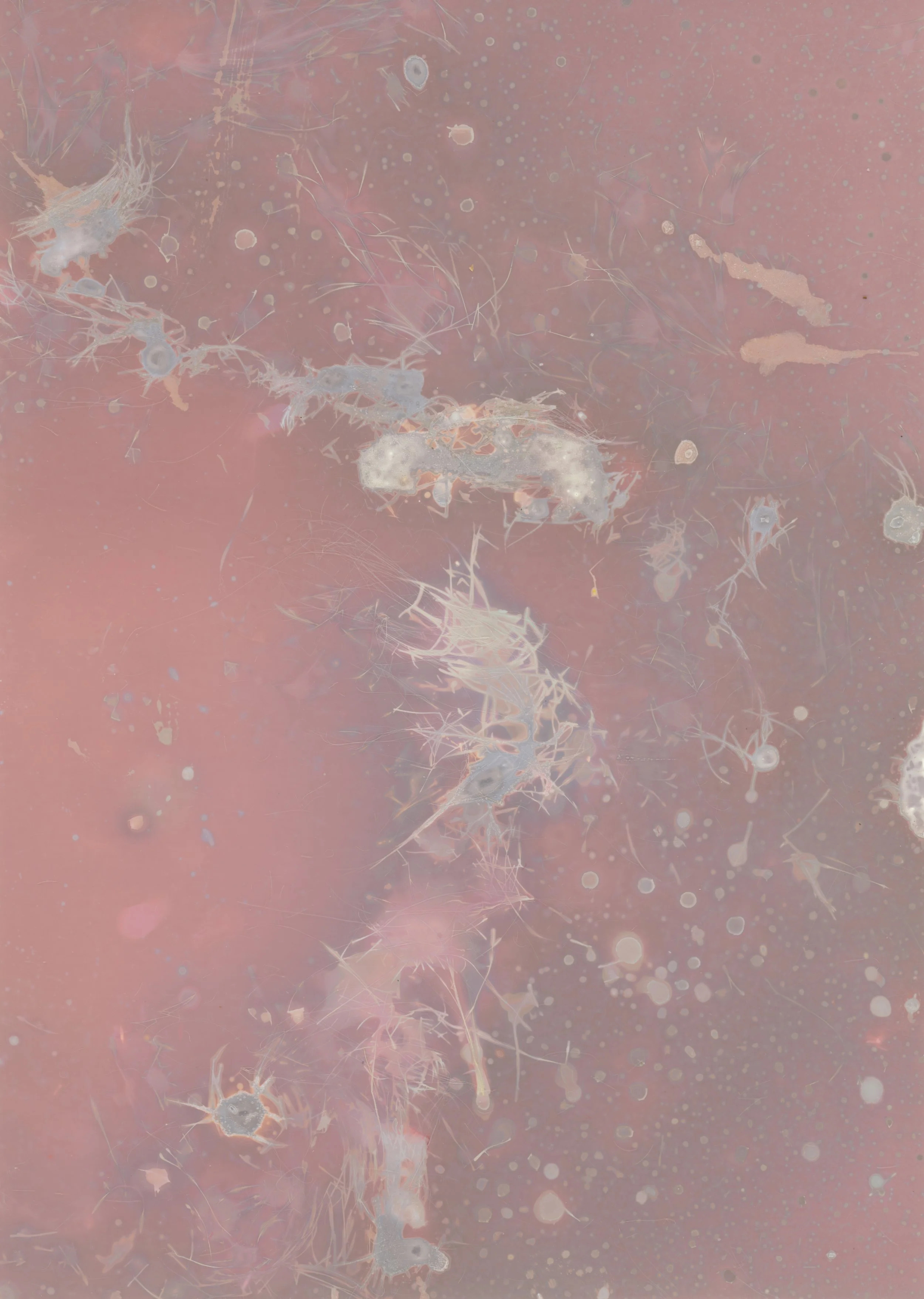 scans20260110_99 copy.jpg